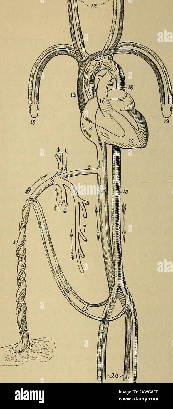 Le vade mecum de l'anatomiste : un système d'anatomie humaine . ; il y a une communication entre les auricules de thetwo au moyen du foramen ovale. 2 ndily, Dans le système artérialtère; il y a une communication entre l'artère pulmonaire et l'aorte descendante, au moyen d'un grand tronc, le canal artériel.3 rdily, Également dans le système artériel: les artères iliaques internes, sous le nom de l'hypogastrique et de l'ombilical, sont poursuivies du fœtus au placenta, à laquelle elles renvoient le sang qui a circulatedin le système du fcetus. 4thly, Dans le système veineux; il y a une communication entre l'ombilic Banque D'Images