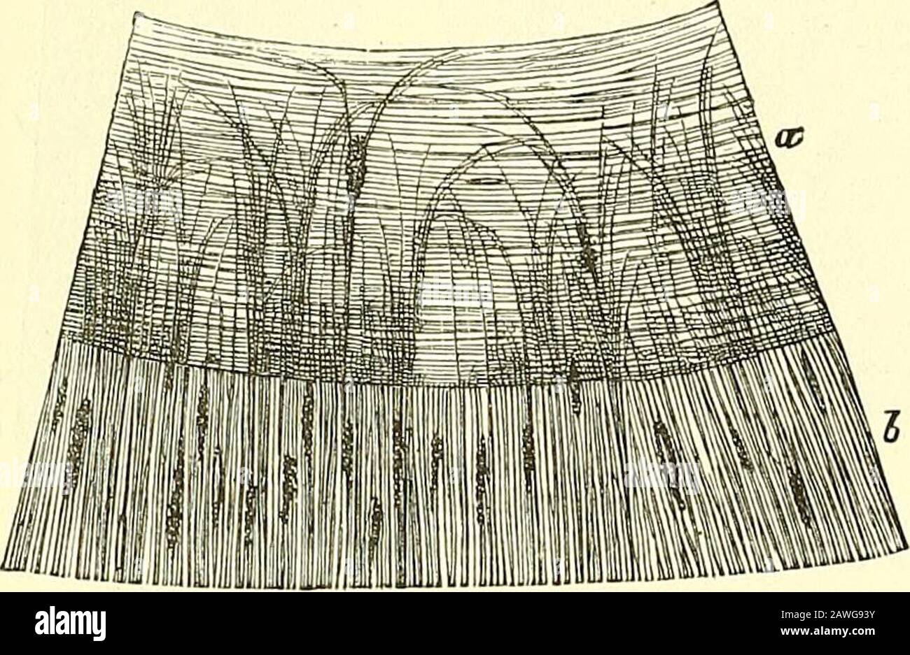 Éléments de l'anatomie de Quain . ording à la couleur de l'œil. Au niveau de la surface postérieure se trouve une couche de pigment sombre, l'uvéa des auteurs ; il s'agit de la couche pigmentaire (rétinienne) qui recouvre les processus ciliaires, et des héréco-sistes de plusieurs strates de petites cellules roundish remplies de granules de pigment noirs. La couleur de l'iris dépend du pigment dans les cellules stroma; dans les différentes nuances de l'œil bleu, il provient du pigmentnoir de la surface postérieure apparaissant plus ou moins par le stroma, qui dans de tels cas est légèrement coloré ou incolore; mais dans le theblac Banque D'Images