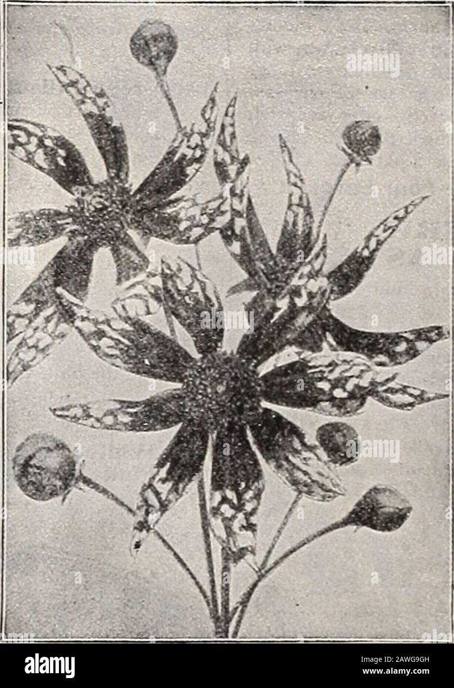 Le 72ème édition annuelle du livre de jardin de Dreer : 1910 . s tigeredwith Golden-Yellow, pas à la différence de certaines orchidées. 15 cts par pkt. ; 2 pkts., 25 cts. ROBE BRIDAE CHRYSANTHEMUM. 1924 C'est une forme fine naine, compacte de C. Iitodnrum, qui est l'une des bonnes annuals, particulièrement utile pour la coupe. Les plantes poussent autour d'un pied, et sont couvertes tout l'été avec leurs belles fleurs tout en neige, qui ne semblent pas à la différence de l'anglais blanc Daisy. 15 cts. perpkt ; 2 pkts., 25 cts. CHRYSANTHÈME INODORUM PLENISSIMUM. (Double Mayweed blanc.* 1925 Fait une plante de brousse d'environ 2 pieds de haut, avec fi Banque D'Images