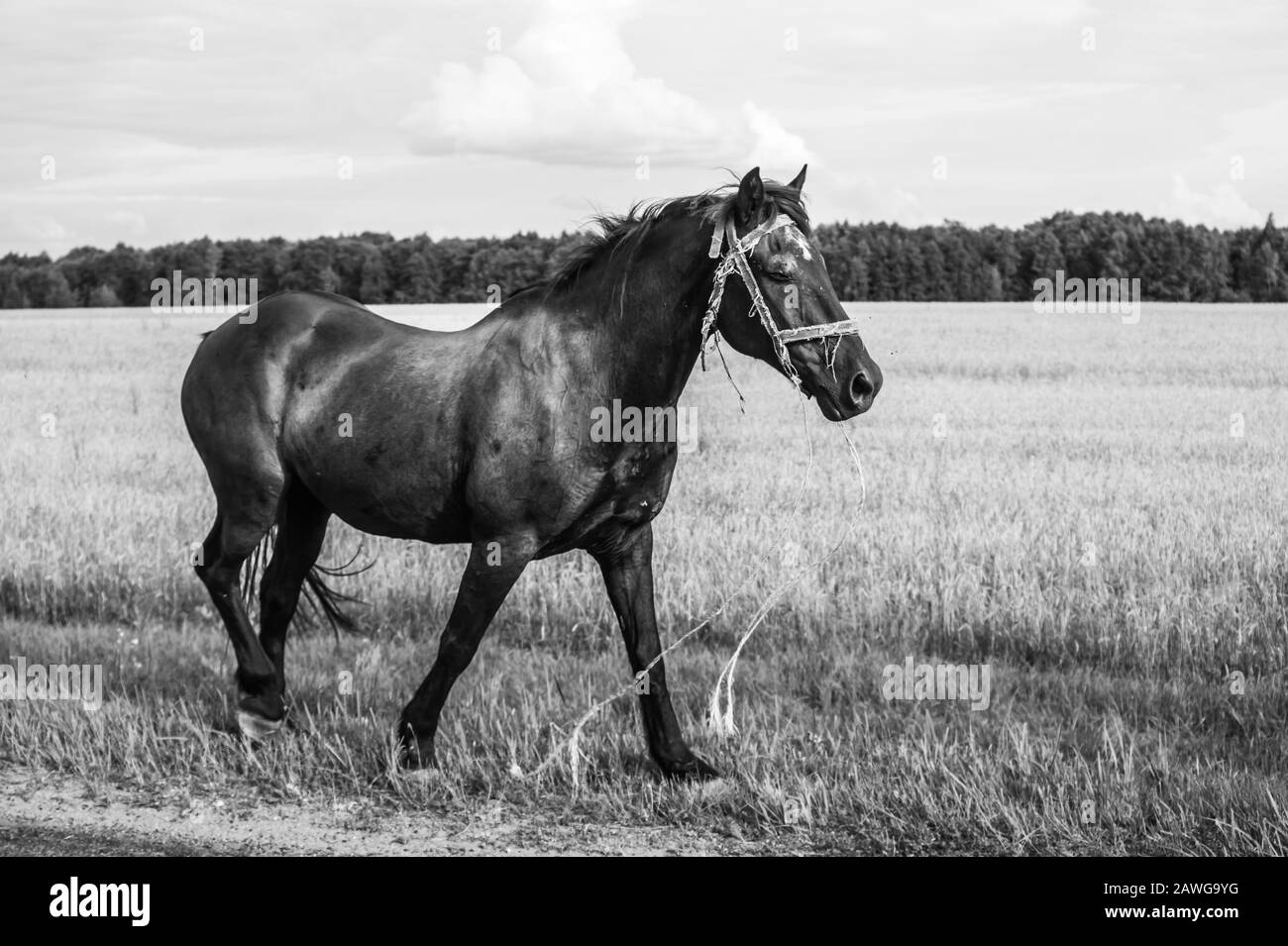 Promenades à cheval sur la route. Cheval délabré dans la campagne. Noir et blanc Banque D'Images