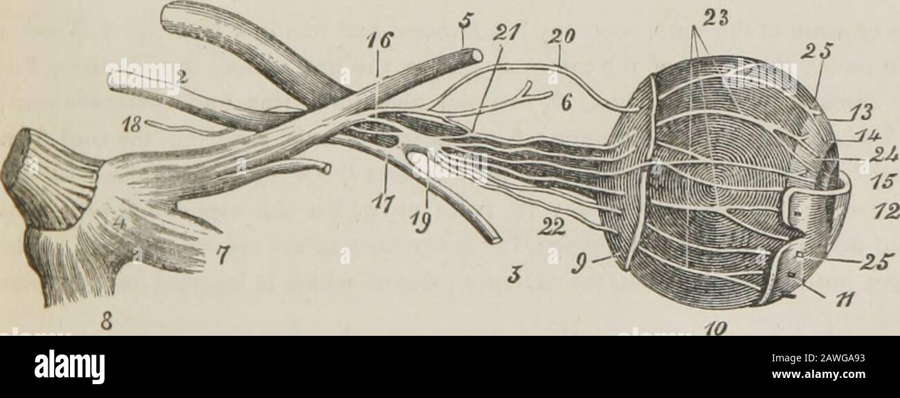 Ganglion De Gasser Anatomie | Trigeminal Ganglion: Anatomy, Function ...