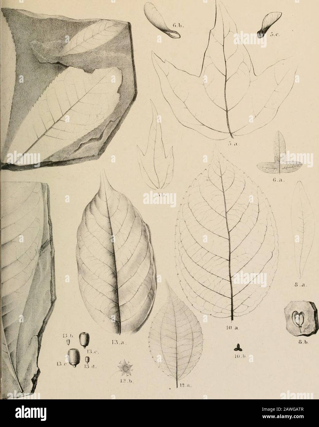 Paleontographica 7 1 A 1 R V N Mhrr Ml Ntu Rirf Fiii Maiih Li I