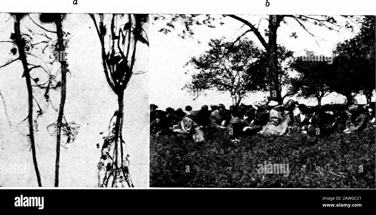 Agriculture productive . f chaux. Il vaut mieux labourer le champ et appliquer au moins une tonne de limeto fine chaque acre peu avant l'ensemencement. Si un peu de chaux a été puté ce champ au début du printemps avant l'avoine et les petits pois si muchthe mieux. Le semis de luzerne.—^Nous devrions tous être prêts à dosemer la luzerne d'ici le premier août, les pluies mouiller suffisamment le sol pour bien pousser les graines. Un demi-boisseau de semences, ou trente livres, est abondant forone acre. La moitié peut être semé le long chemin du champ et ensuite la dernière moitié mise en croix de cela. Dans les sections LUZERNE 111 où la luzerne est ensemencée dans le Banque D'Images