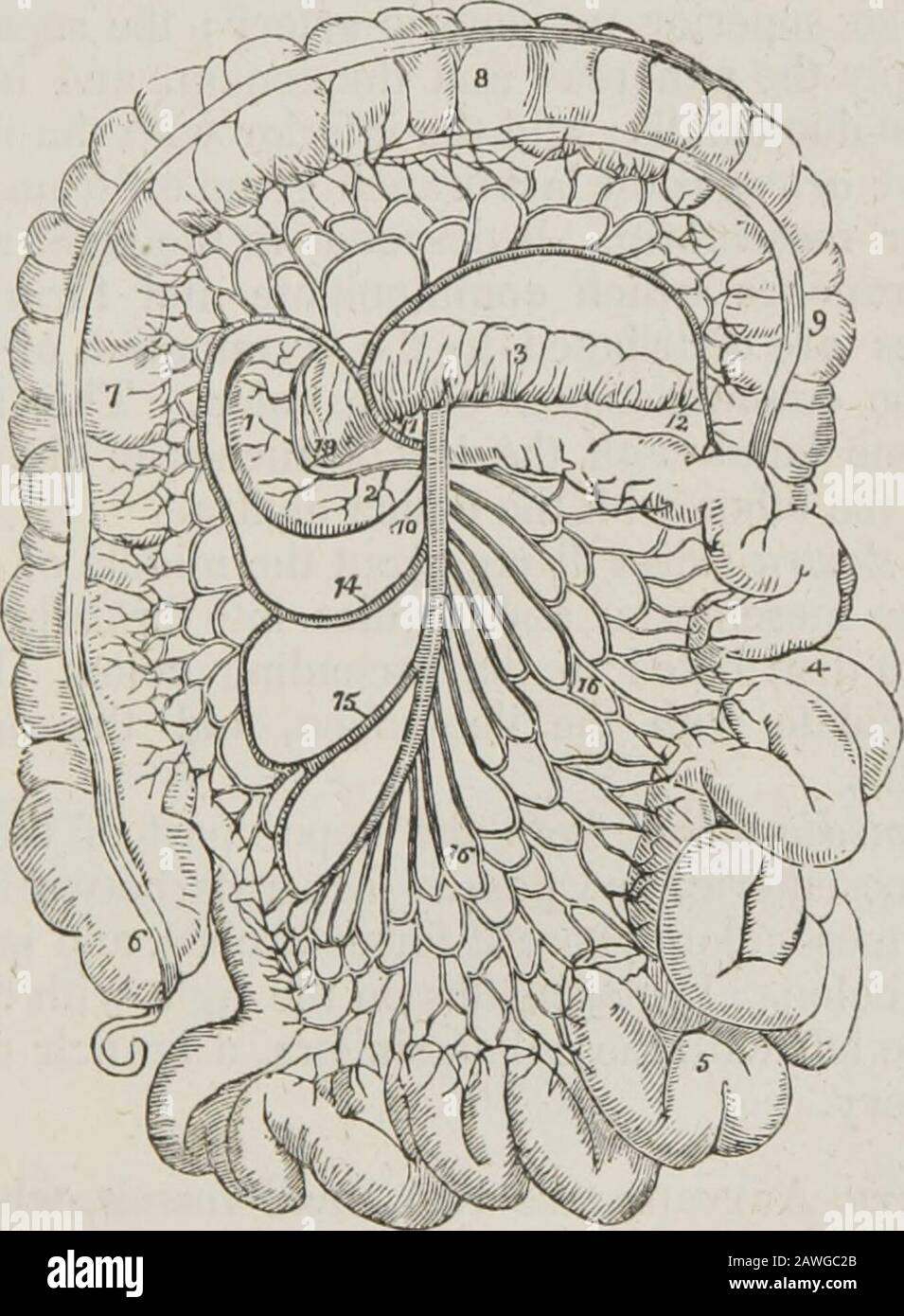 Un système d'anatomie humaine, général et spécial. Extrémité de l'artère splénique et ses branches terminales, entre les couches de l'omentum gastro-splénique, à la grande extrémité de l'estomac, à laquelle elles sont distribuées, inoculant avec des branchesde l'artère gastrique et gastro-épiploïca sinistra. Le gastro-épiploïca sinistra semble être la continuation de l'artère thésplénique; il passe de gauche à droite, le long de la courbe grandeur de l'estomac, allongé entre les couches du grand omentum, et inosculates avec le dextra gastro-épiploïca. Il est distribué à la plus grande courbe des s Banque D'Images
