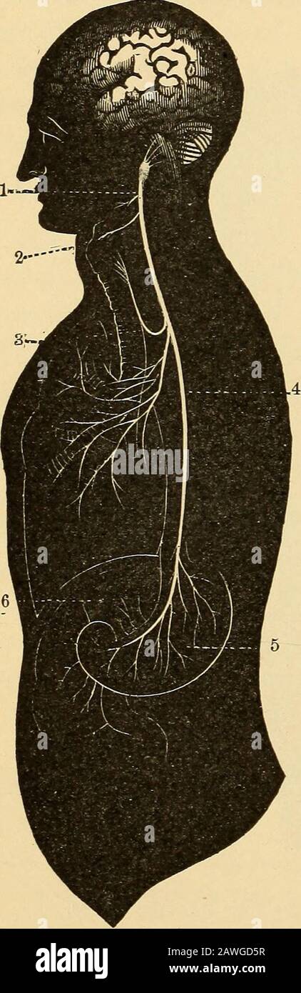 Anatomie, physiologie et hygiène . uralgie, maux de tête ou douleur dentaire. 314. Le visage ou le septième Pairof Nerfs sont les grands nerfs moteurs du visage, la nervosité de l'expression, par laquelle les fea-tures sont animées par des variousmouvements, en réponse aux théémotions. Un nerf de la pairefusionne du crâne près de l'ouverture externe de chaque oreille, est distribué aux muscles du visage. Lorsque ces nervosité sont irritées ou malades, des contractions convul-sives du visage et exj inhabituel)résultent de résions. Ifla blessure est limitée à la vénérée d'un côté du visage, seulement les mouvements du visage uponce côté wil Banque D'Images Anatomie, physiologie et hygiène . uralgie, maux de tête ou douleur dentaire. 314. Le visage ou le septième Pairof Nerfs sont les grands nerfs moteurs du visage, la nervosité de l'expression, par laquelle les fea-tures sont animées par des variousmouvements, en réponse aux théémotions. Un nerf de la pairefusionne du crâne près de l'ouverture externe de chaque oreille, est distribué aux muscles du visage. Lorsque ces nervosité sont irritées ou malades, des contractions convul-sives du visage et exj inhabituel)résultent de résions. Ifla blessure est limitée à la vénérée d'un côté du visage, seulement les mouvements du visage uponce côté wil Banque D'Images
