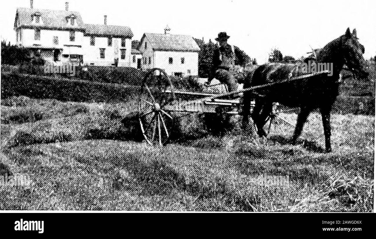 Agriculture productive . endairymen essaient d'obtenir du lait de l'alimentation de timothyhay. Ces graminées ne font habituellement qu'une bonne coupe par an, avec un peu de conséquences. Les trèfle sont deux fois plus riches en pro-tétine, et deux bonnes coupures peuvent être faites. En outre, des rotations plus rapides sont meilleures pour le sol. Quand couper pour le fourrage.—le trèfle rouge pour le foin doit être coupé. N'attendez pas que ses têtes soient un troisième marron. Un 10(i temps d'amélioration DE L'AGRICULTURE PRODUCTIVE est quand les têtes commencent juste à tourner. Cela fera du foin qui a plus de protéines dans l'itand les vaches comme il mieux s'il est coupé tôt. Permanent Banque D'Images