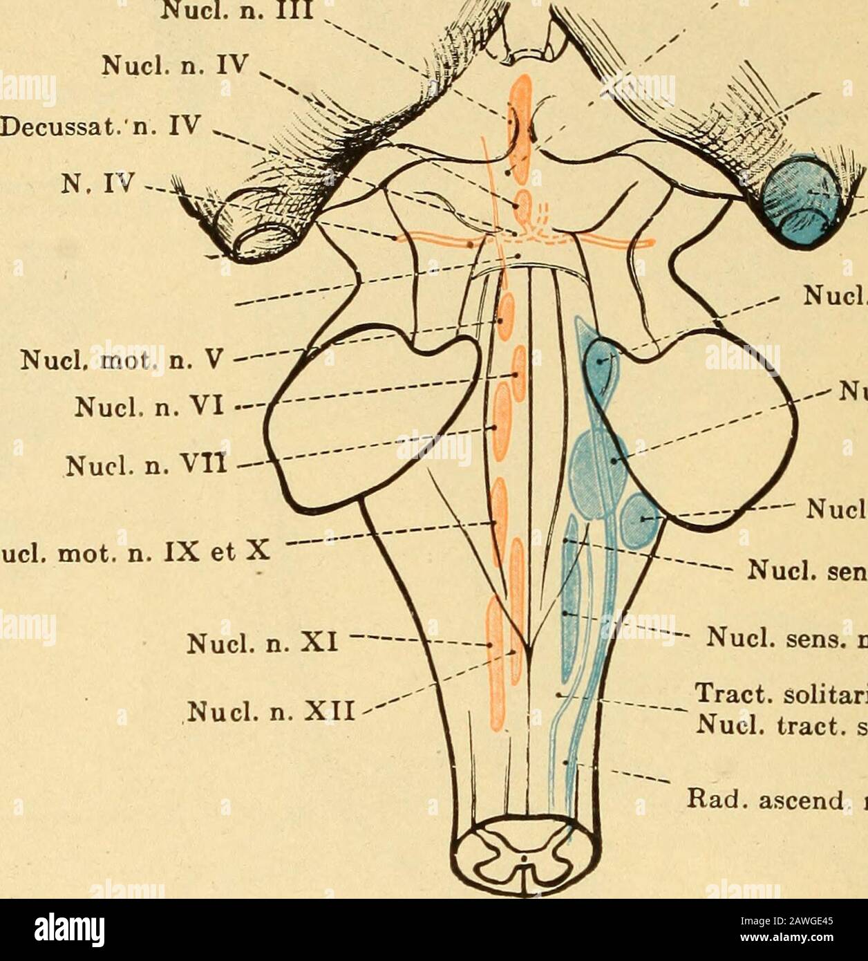 Maladies du système nerveux .. . alis raedialis Fig. 47.—Tlie origine nucléaire de l'oculomoteur et du trochlear dans le cerveau central; leur tube central (bleu) et leur Union l'un avec l'autre, ainsi qu'avec le noyau de l'enlèvement dans le faisceau longitudinal médian (rouge). La division du noyau de l'oculo-moteur dans le noyau principal latéral, le noyau médian à petits cellules et le noyau médian à gros cellédmédiane; la localisation des différents groupes de fibres de l'oculomoteur dans la zone thisnucléaire. Le cours central des soi-disant fibres pupillaires du nerf optique (tractpour t Banque D'Images