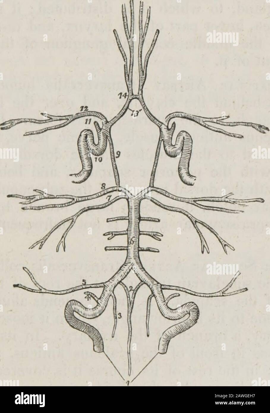 Un système d'anatomie humaine, général et spécial . hes de l'artère