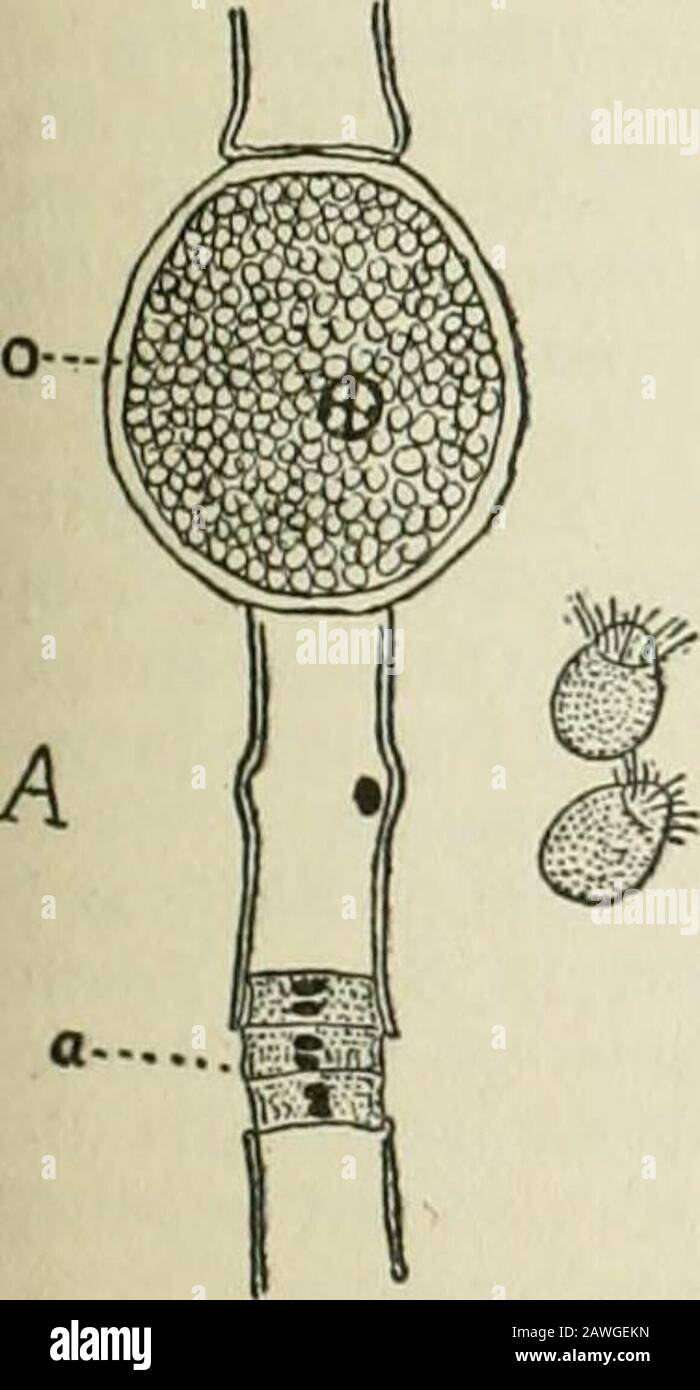 L'Encyclopédie Britannica; ..un dictionnaire des arts, des sciences et de la littérature générale . rtilized par thème gamete. Oogamy est caractéristique des algues de vérifion et des champignons, et se distingue dans les groupes de samées de l'isogainie, dans laquelle les gamètes sont semblables, et carpogatny, m que l'organe femelle contient sans oosphère organisée, et n'est donc pas anoogonium. (Voir Oogonium dans ces Suppléments).OOGONIUM, une terre botanique pour désigner un organe femelle Uni-cellulaire dans lequel une gamète femelle (oosphcre) est différenciée.Oogonia sont présents incertaines algues et champignons, et dans eux le processus de fer-tilizatio Banque D'Images