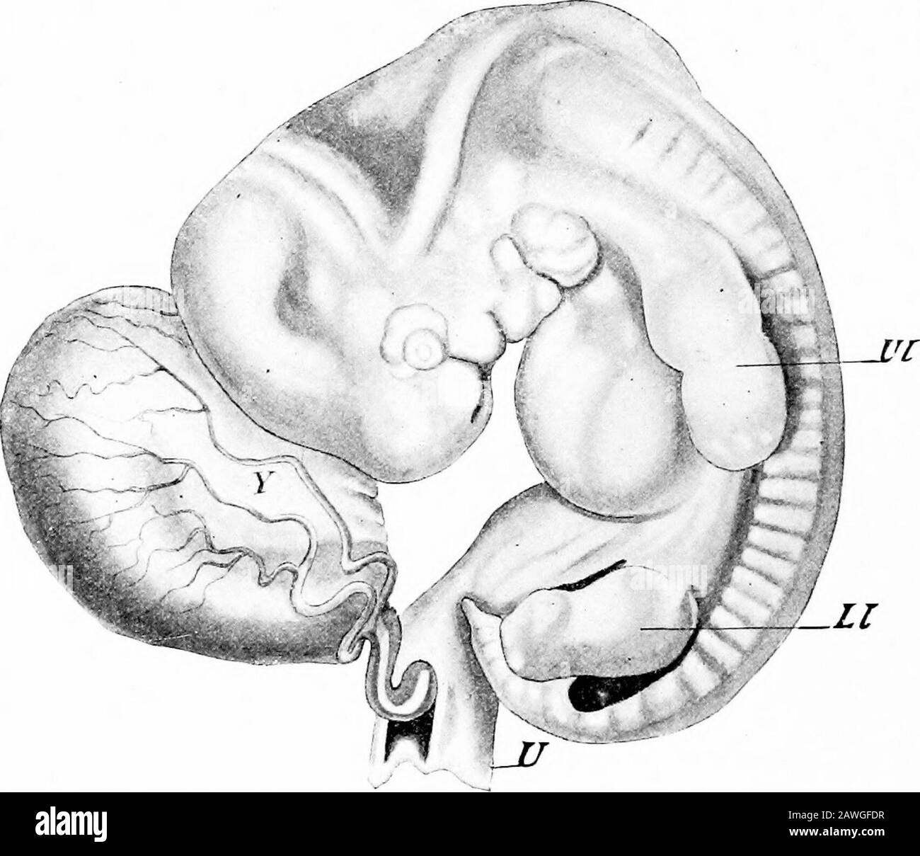 Le développement du corps humain; un manuel d'embryologie humaine . Fig. 46.—Embryon de vingt à vingt-FIVB Jours. A m, Amnion ; LL, membre inférieur ; UA, artère ombilicale ; Uc, cordon ombilical ; UL, membre supérieur ; Ys, jaune-sac.— (Coste.) 96 LE DÉVELOPPEMENT DU CORPS HUMAIN. Les petites élévations des côtés du corps, l'un des sites presque oppo de la courbure du cou et l'autre opposé de la courbure sacrale, sont les premières indications des membres (Ul et LI); et le theeyeball et la vésicule d'oreille (au), qui étaient présents de manière réfléchie pas très évidente dans les étapes précédentes, sont maintenant des vues de surface de visiblein. À l'étape suivante, en tant que tel Banque D'Images