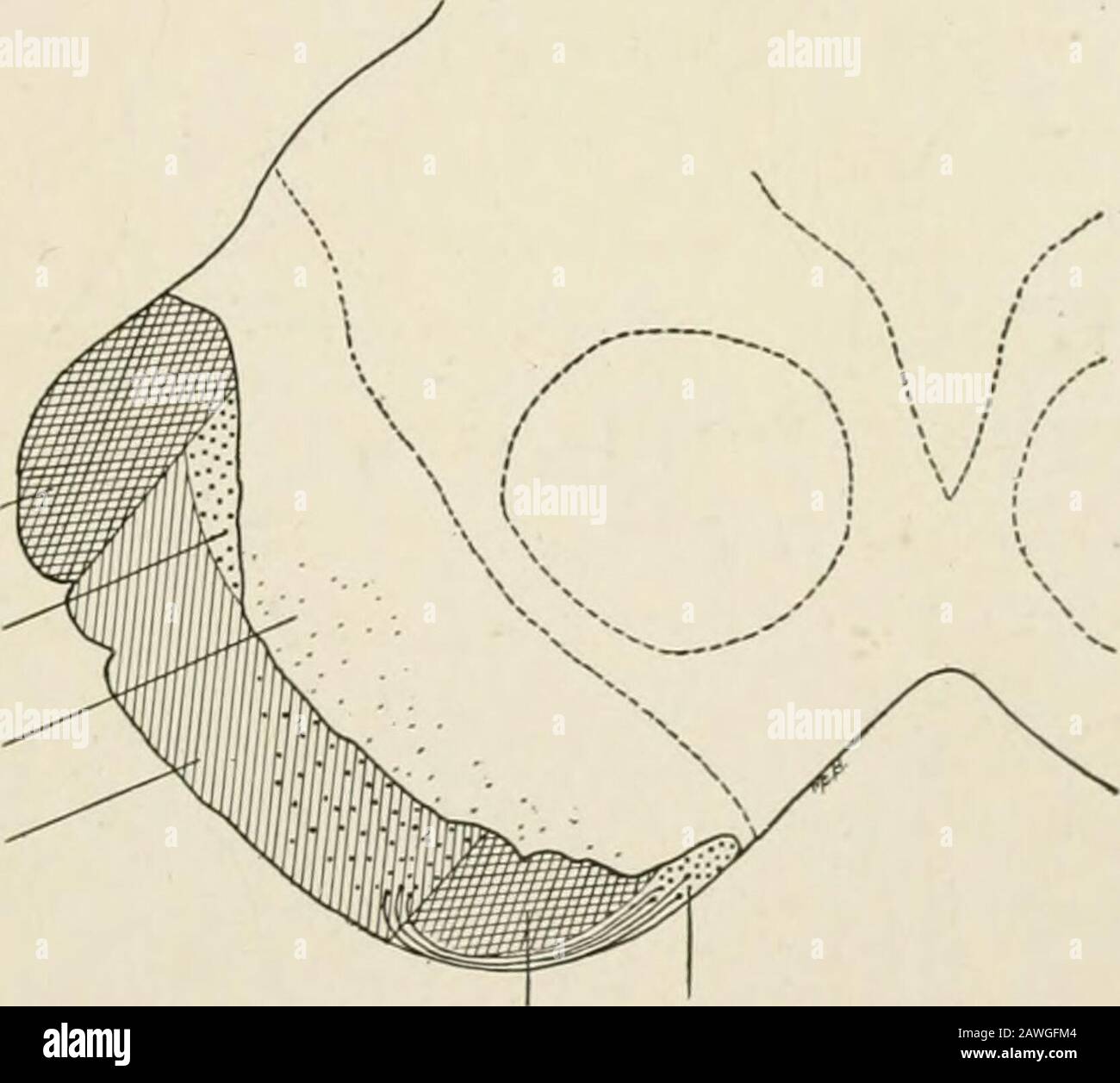 L'anatomie du système nerveux, du point de vue du développement et de la fonction . ne- LE l.MKNAI. Structur] I Mil MESENCÉPHALE [65 cinquième de la base pedunculi. La partie intermédiaire, environ trois cinquièmes, est formée par le tractus corticospinal, dont les fibres après avoir donné des offclaterals aux noyaux pontis sont continuées dans les pyramides de la médullaoblongata et de la thence dans la moelle épinière. Beaucoup des fibres de la trade cortico-bulbar sont mêlées avec les fibres corticospinales les plus médialement placées; mais même à ce niveau deux grandes Fascicules destinés aux noyaux de Banque D'Images