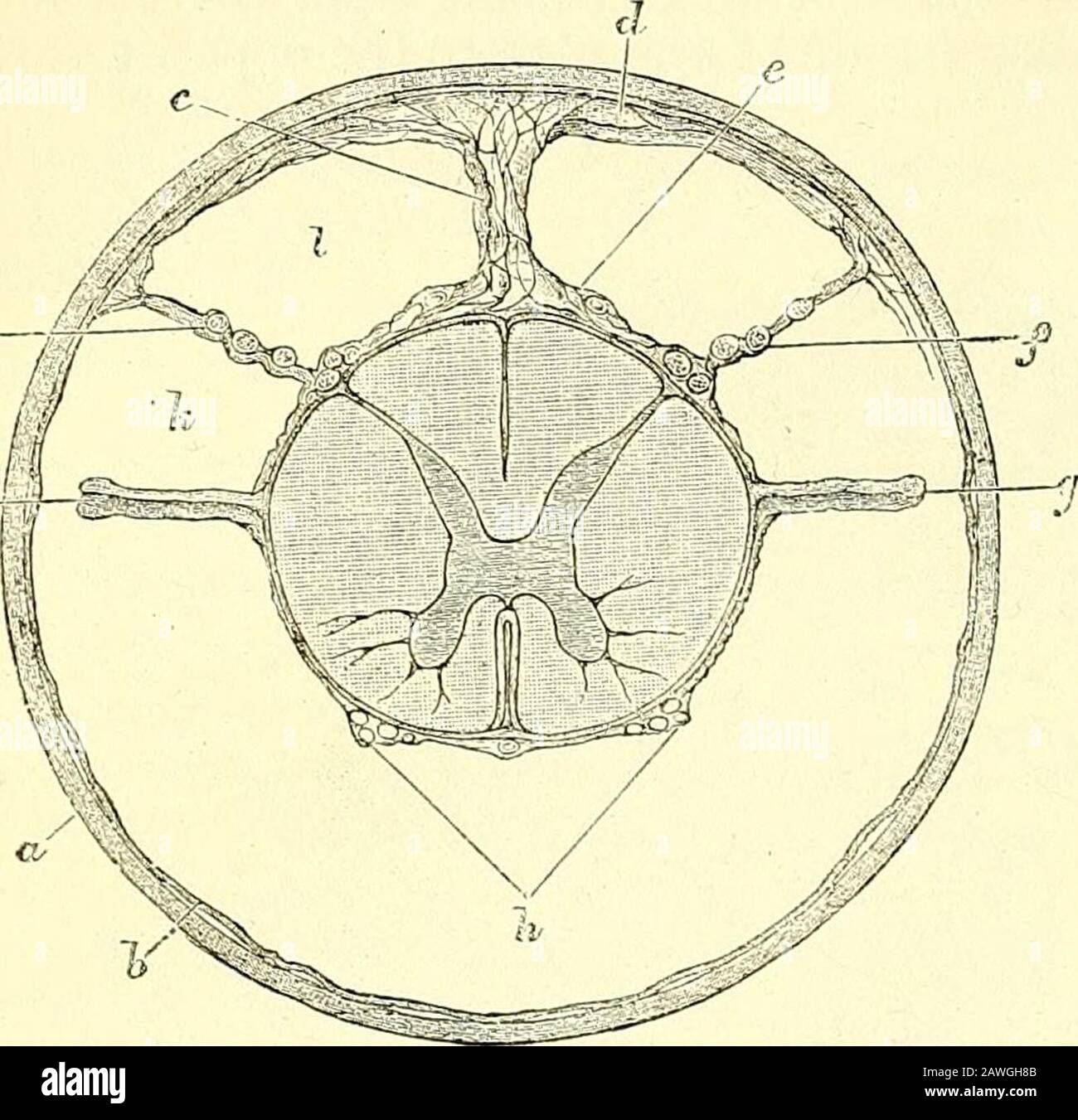 Les éléments de l'anatomie de Quain . t Space com-mimicates avec le quatrième ventricule. La partie lâche de la membrane arachnoïdienne. Il est le plus parfait dans la région du col de l'utérus, étant incomplet ci-dessous. Il se compose de nombreux finelamellae, enfermant entre eux de petits espaces, à l'intérieur d'Avhich courir des vaisseaux sanguins de thélagger. Le trabeculse sous-arachnoïde relie également les racines nerveuses à la surface interne de l'arachnoïde et, dans le trabeculjB régional fin membraneux dorsal, s'étend entre les racines nerveuses postérieures et le septum postérieur. Dans la plupart des parties, cependant, les sous-arachnoidtrabeculse sont beaucoup moins développées dans le sp Banque D'Images