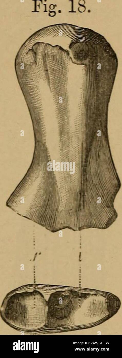 Catalogue de la Reptilia fossile et de l'Amphithéâtre dans le British Museum (Histoire naturelle) ..By Richard Lydekker .. . Ichthyosaurus (cf.) communis.—aspects Dorsaux et distaux de l'humérus gauche; des Lias inférieurs de Lyme-Kegis. |. a, crête trochantérique; r. radial;u, facette ulnar. extrémité proximale angulée, sans crête dorsale antérieure, boutwith profondes rainures sur cette surface au-dessus de l'expansion articulaire. ICHTHYOSArRID-S. 41 Humerus (fig. 17) et le fémur (fig. 18) sans arête fortement développée trochantérique sur la surface dorsale. Rachis cervical et antérieur avec centra sous-cylindrique; et su Banque D'Images