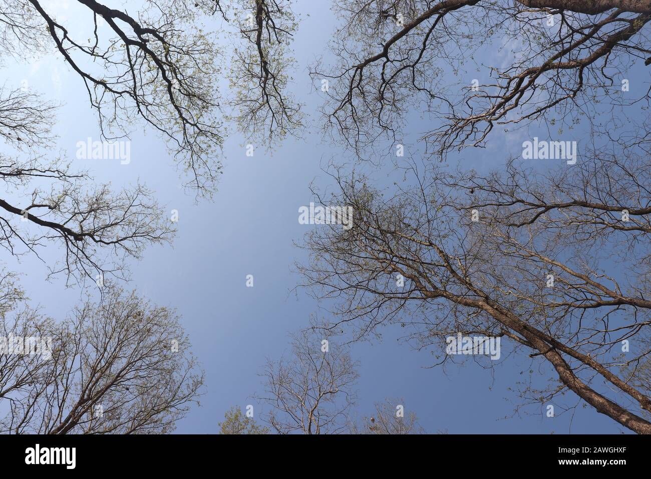 Une nature d'arbres d'hiver sans feuilles après la saison d'automne, Banque D'Images