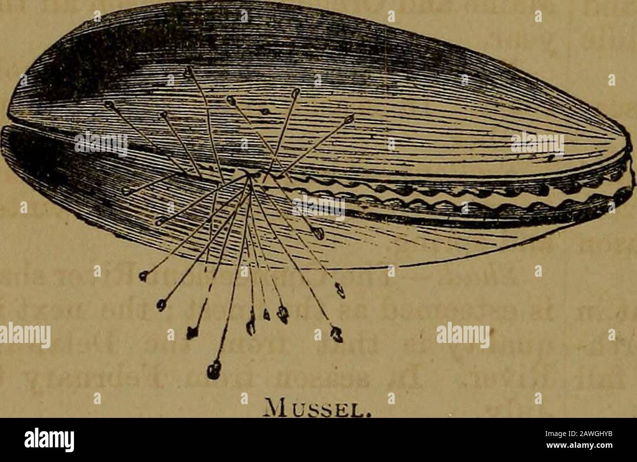 Le ménage cyclopædia des reçus pratiques et des désirs quotidiens . Shad. BXURGEOM. Banque D'Images