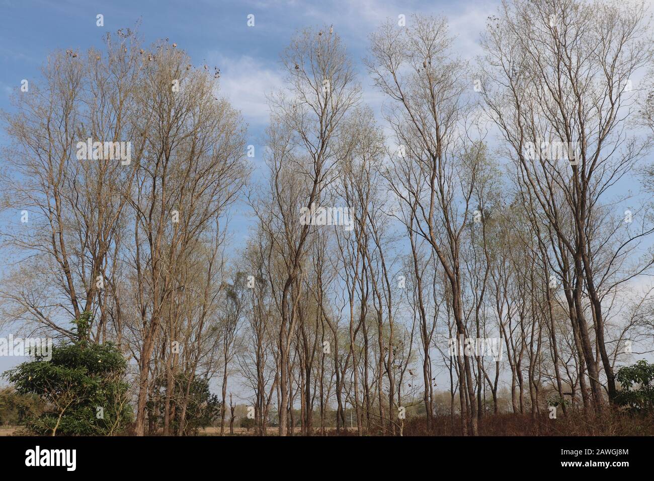 Une nature d'arbres d'hiver sans feuilles après la saison d'automne, Banque D'Images