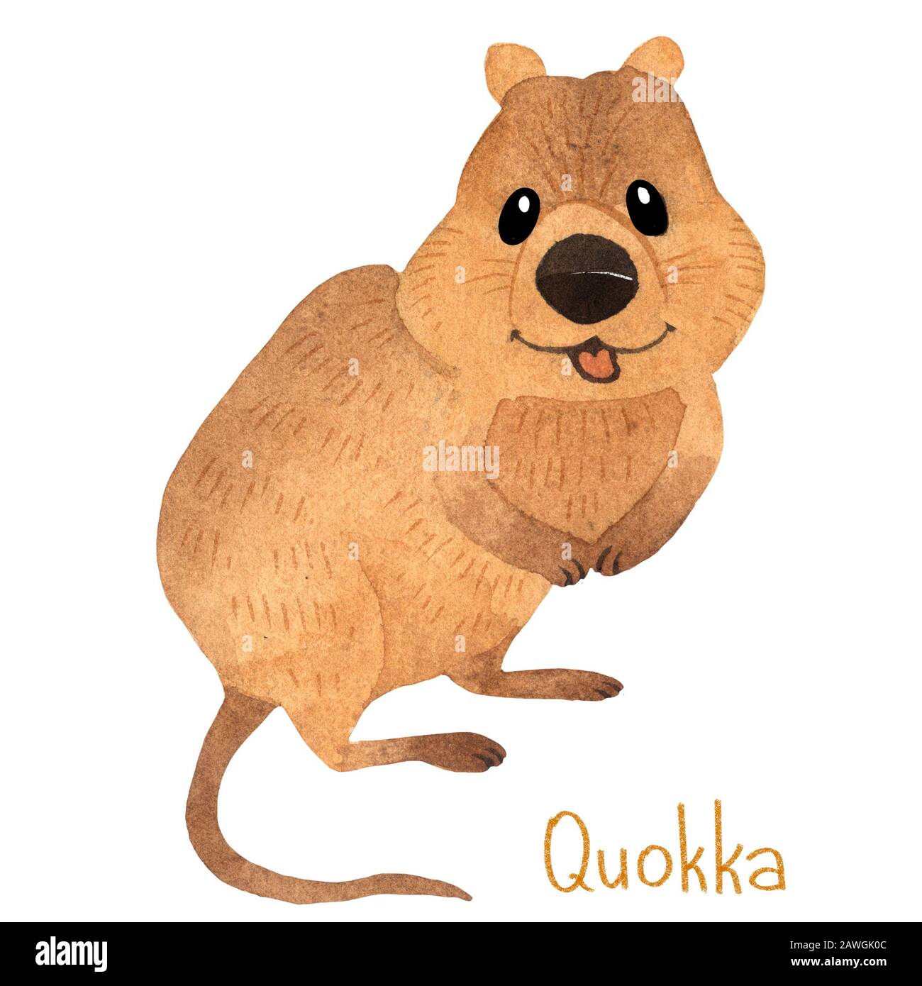 Mignon kawaii dessin à la main aquarelle art Smiling australien quokka Banque D'Images