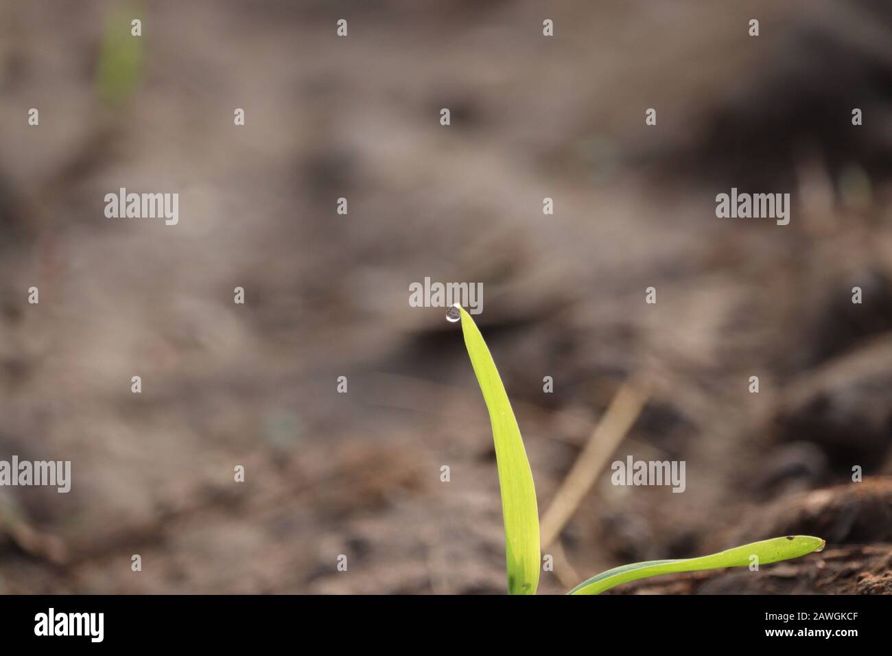 gros plan d'une feuille de maïs verte avec chute d'eau le matin sur la plante de maïs dans l'agriculture classé avec des fonds sablonneux flou , usine de plein air Banque D'Images