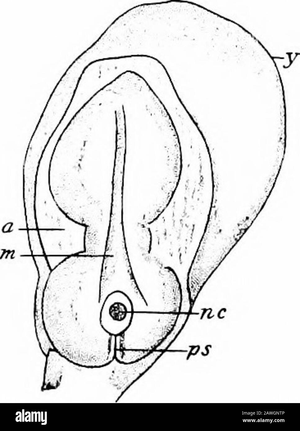 Le développement du corps humain; un manuel d'embryologie humaine . Fig. 37.—Ovum mesure 6 &gt;(4,5 mm. La Moitié gauche de la Chorion a été rédéplacée pour montrer l'Embryon. A, cavité amniotique; 6, tige du ventre; c, chorion; e, disque embryonnaire; v,villus chorionique; y, jaune-sac.—(von Spec.). Fig. 38. — Embryon 1,54 mm. InLength, du DorsalSurface. A, Amnion; m, rainure médullaire; nc, canal neurentérique; ps, striak primi-tive; y, yolk-sac.—(vonSpec.) taille et forme maintenant un pédicelle, connu sous le nom de pédoncule (b), à l'extrémité du jaune-sac (y). De plus, la cavité amniotique (A) l'est maintenant Banque D'Images