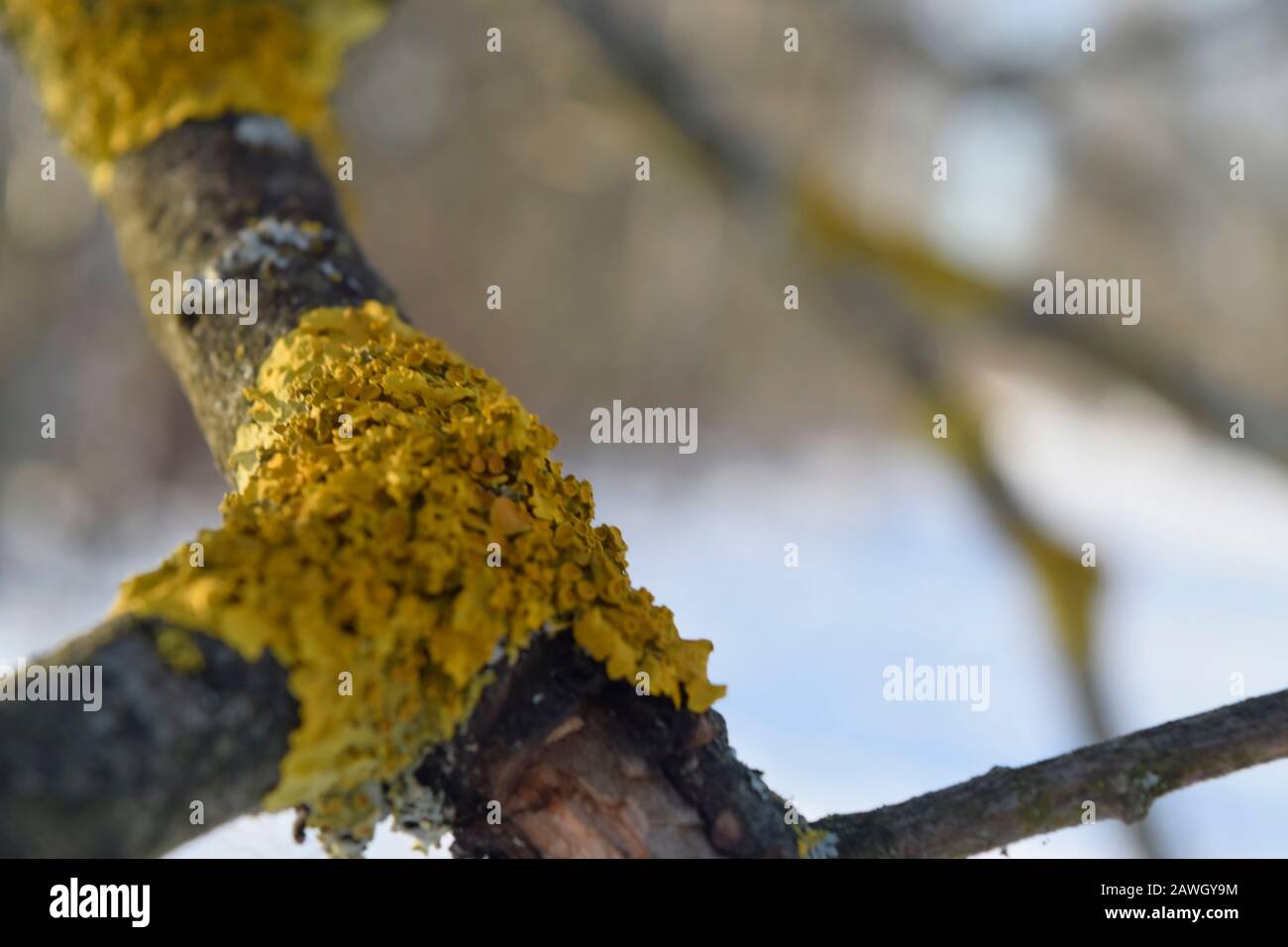 Lichen sur une branche sèche d'un arbre. Gros plan Banque D'Images