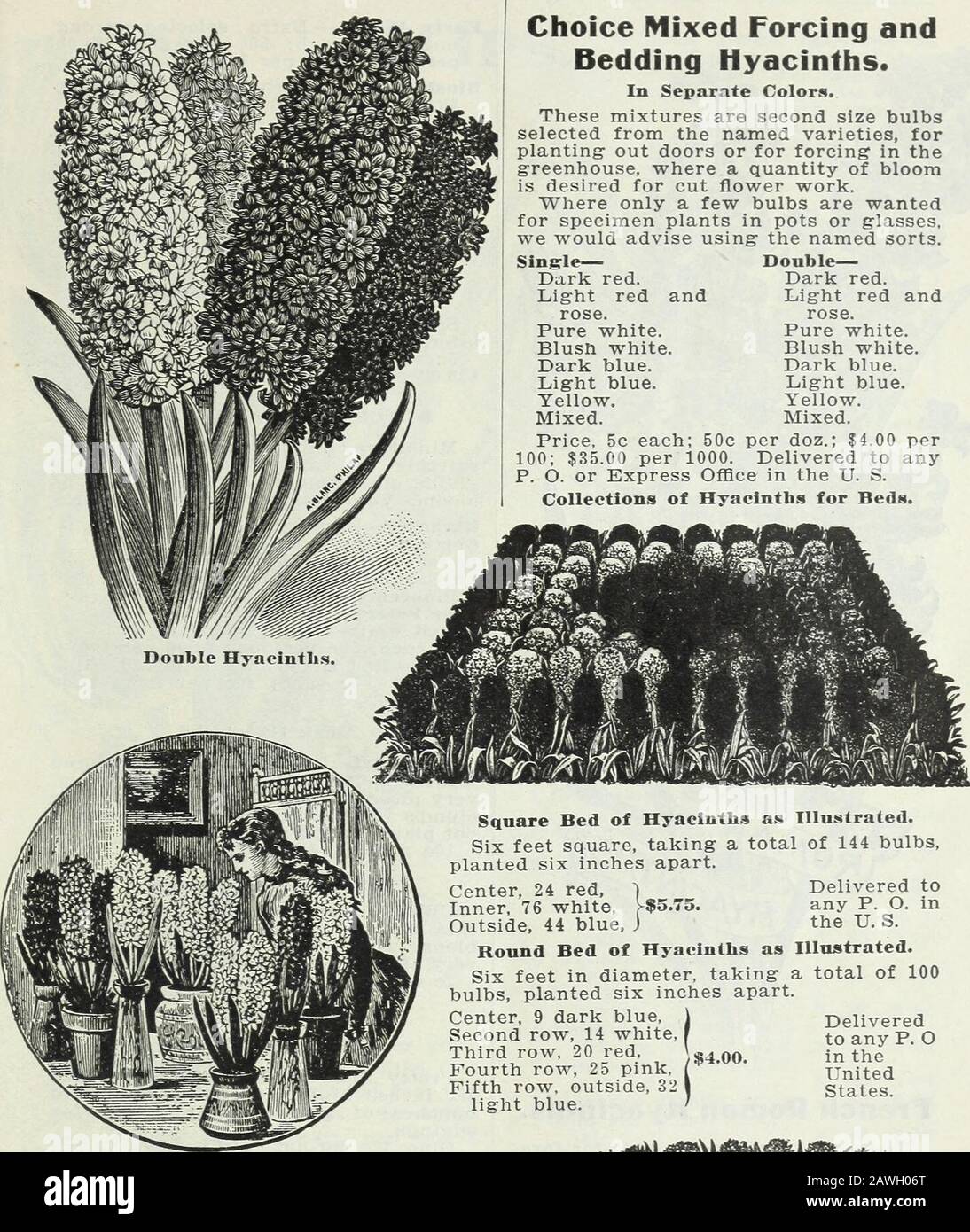 Ampoules et plantes : automne 1906 . La Virginie—Blush, blanc, grandes cloches et Spike.Prince de Waterloo—Blanc pur. Double BLEU. Grandes cloches et Bloksberg—Porcelaine, Spike.Charles Dickens — Bleu clair, large truss compact.Garrick—Azure, fine truss.Lord Raglan—Dark, fine.Prince de Saxe Weimar—riche truss violet, fine. DOUBLE JAUNE. Bouquet d'Orange—Orange.Goethe—jaune soufre, fine truss.Jaime Supreme—Pure. AMPOULES À FLEURS, PLANTES, ETC. Doubles Jacinthes. Hyacinthes Cultivés en Pots et lunettes. VERRES À JACINTHE. Diverses couleurs.Bas et grand, chacun 15 c Par douzaine, 1,50 $ Par achat express. Banque D'Images