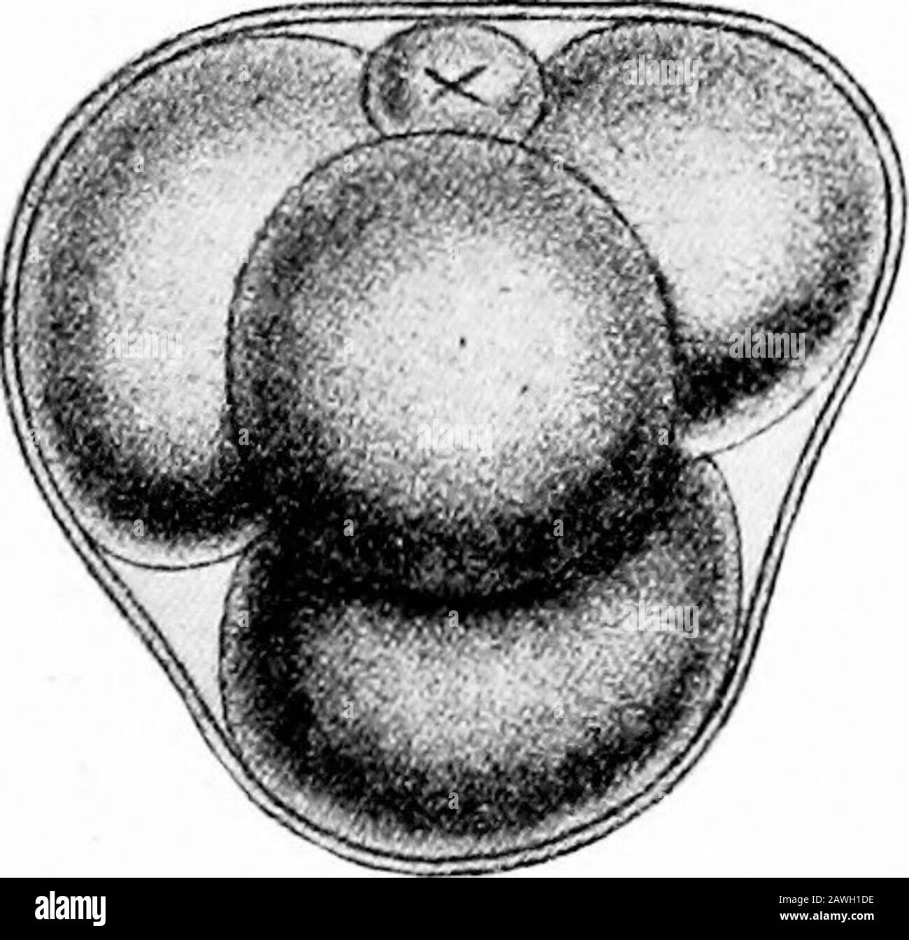 Le développement de l'organisme humain ; un manuel d'embryologie humaine . Banque D'Images