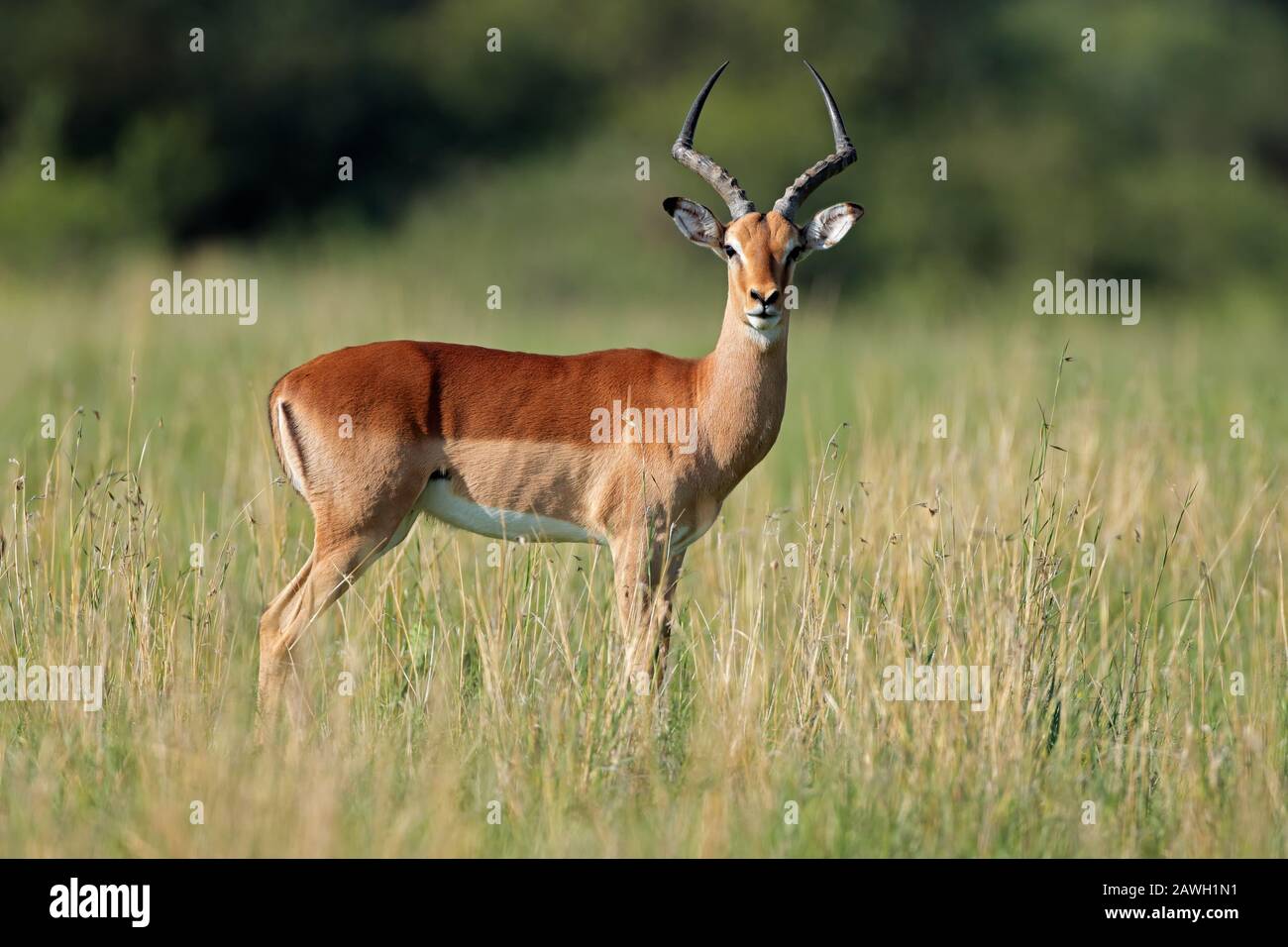 L'antilope de l'impala mâle (Aepyceros melampus) dans l'habitat naturel, en Afrique du Sud Banque D'Images