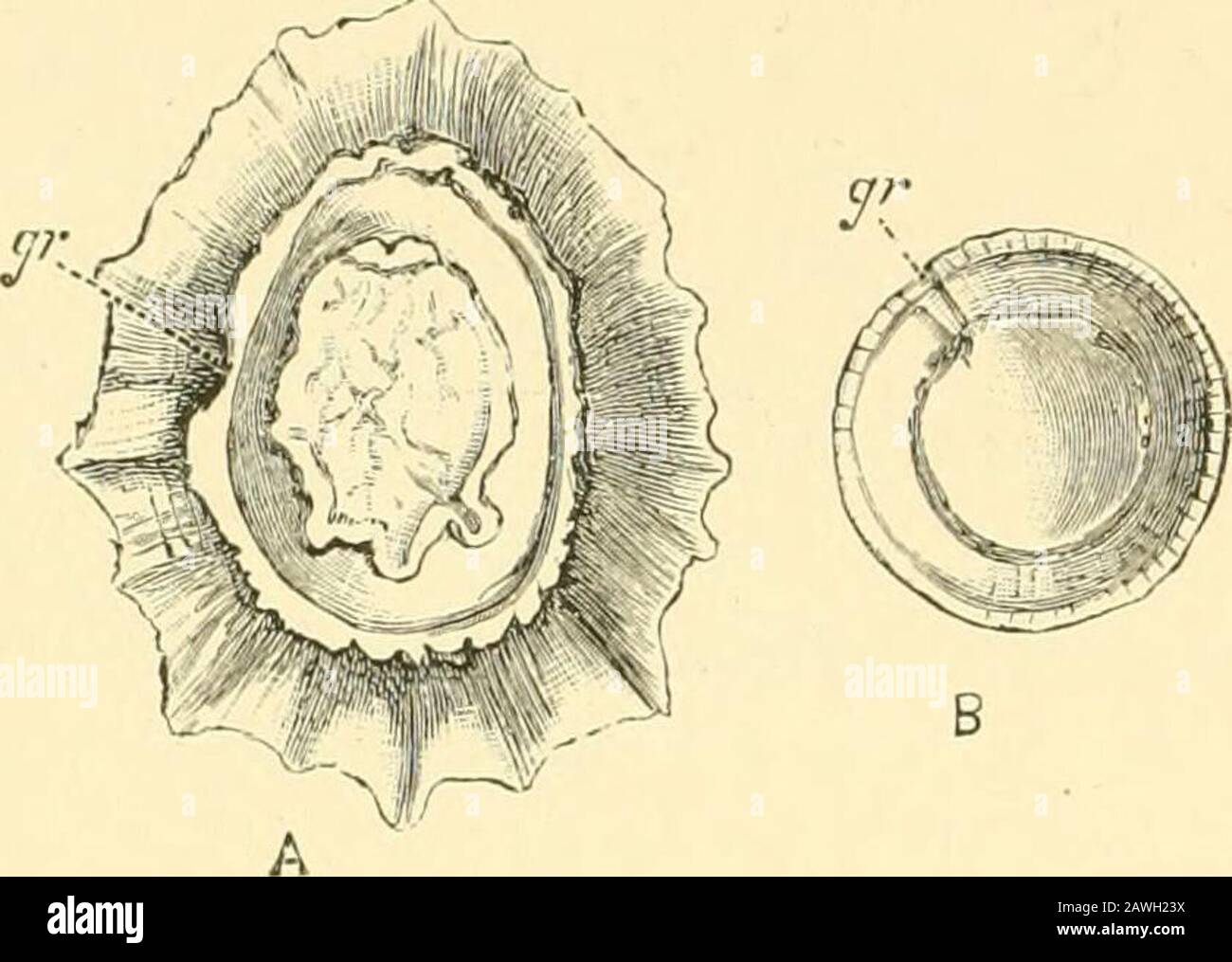 L'histoire naturelle de Cambridge . surface de l'eau, eau et branchia (voir p. 158). Siphonaria (Fig. 57) est également meublé avec une cavité pulmonaire ainsi qu'une branchia. Les genres Bothththththththhes peuvent être considérés comme en cours de changement de vie anaqueuse à une vie terrestre, et dans Siphonaria la branchia est à une grande échelle atrophiée, puisque l'animal est hors de l'eau, en moyenne, vingt-deux heures sur les vingt-quatre. Dans le genre alliedgenre Gadinia, où il n'y a pas de trace d'une branchia, mais seulement un ^ le résultat de certaines expériences du professeur Herdman sur Littorina rudis, tend à le montrer Banque D'Images