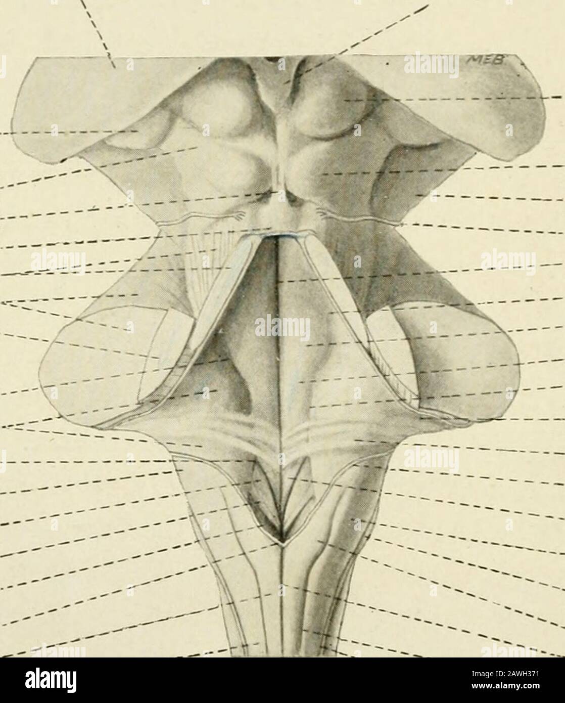 L'anatomie du système nerveux, du point de vue du développement et de la fonction . e cavité du ventricule est en communica- 126 LE SYSTÈME NERVEUX avec l'espace sous-arachnoïdien, et le liquide céphalorachidien peut s'échapper du théotre dans ce dernier. Le sol du quatrième ventricule est connu sous le nom de fosse rhomboïde et est formédité par les surfaces dorsales des pons et la partie ouverte de l'oblongata médulla, qui sont continues l'une avec l'autre sans ligne de démarcation et sont concaves irreg-ulairement de côté à côté (Figs. 89, 91). La fosse est le plus large opposé des théapoints où le bodie restiforme Banque D'Images
