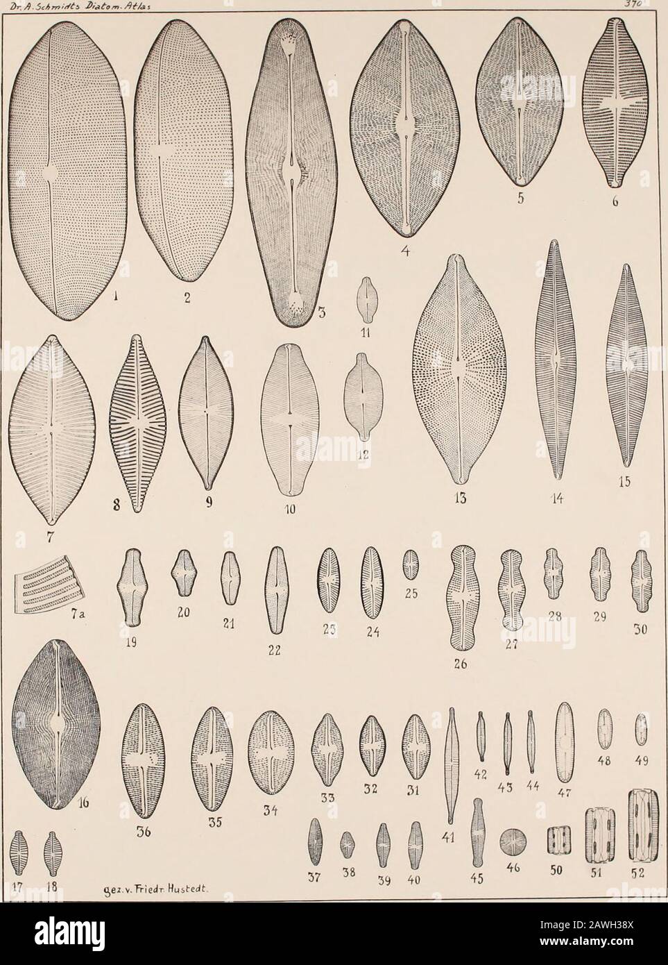 Atlas der Diatomaceen-Kunde . var. Binodis Hust.29, 3 i». Oppelin, P. S. Dieselbe, var. Nivalis (Ehr.) Hust.31, 32. Hängesteinhöhle am Zobten, P. S. Navicula KotschyiGrün., V. II Syn. Taf. 10, Fig. 22.33. Ebenda. Dieselbe, F. undulata Hust. (Pöscher, Oberndorf.) LI. II. l.2. Aufl., S. 275.)34—ho. Franz Joseph-Land, R. S. Dieselbe, var. Robusta nov. Var Die unter 10 — 30 abgebildeten Formen hängen untereinander sehreng zusammen! „ 37. Gr. Madebrokensee, Holstein, r. S. Navicula fluens Hust. (1. C. S. 2bo, 38. Krummensee, Holstein, r. S. Navicula vivabunda Hust. (1. c. Fig. 523). Banque D'Images