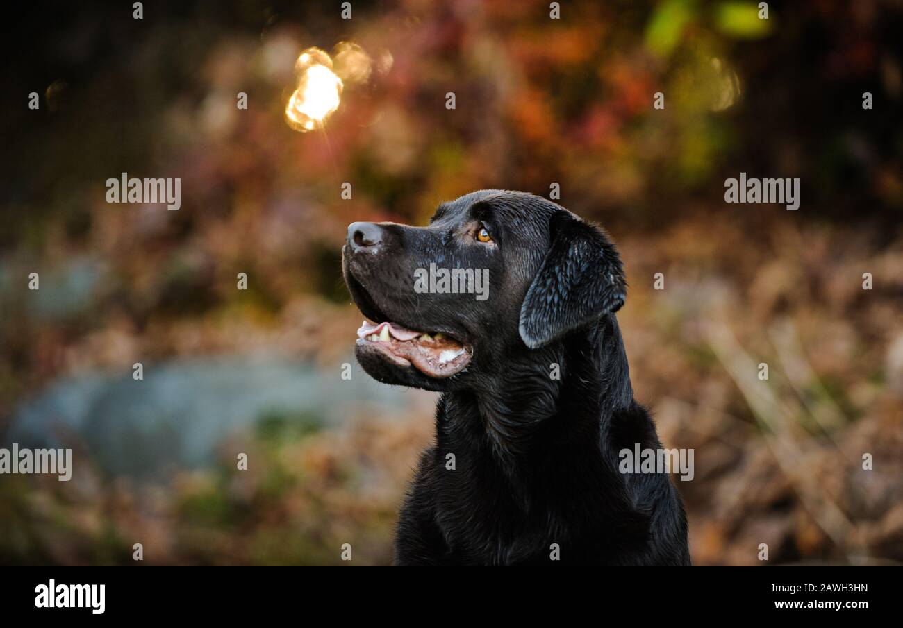 Chien de récupération au chocolat Labrador portrait extérieur Banque D'Images