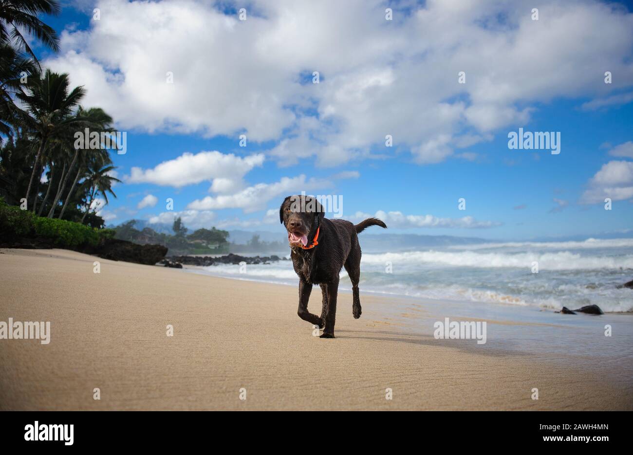 Chien de récupération au chocolat Labrador portrait extérieur Banque D'Images