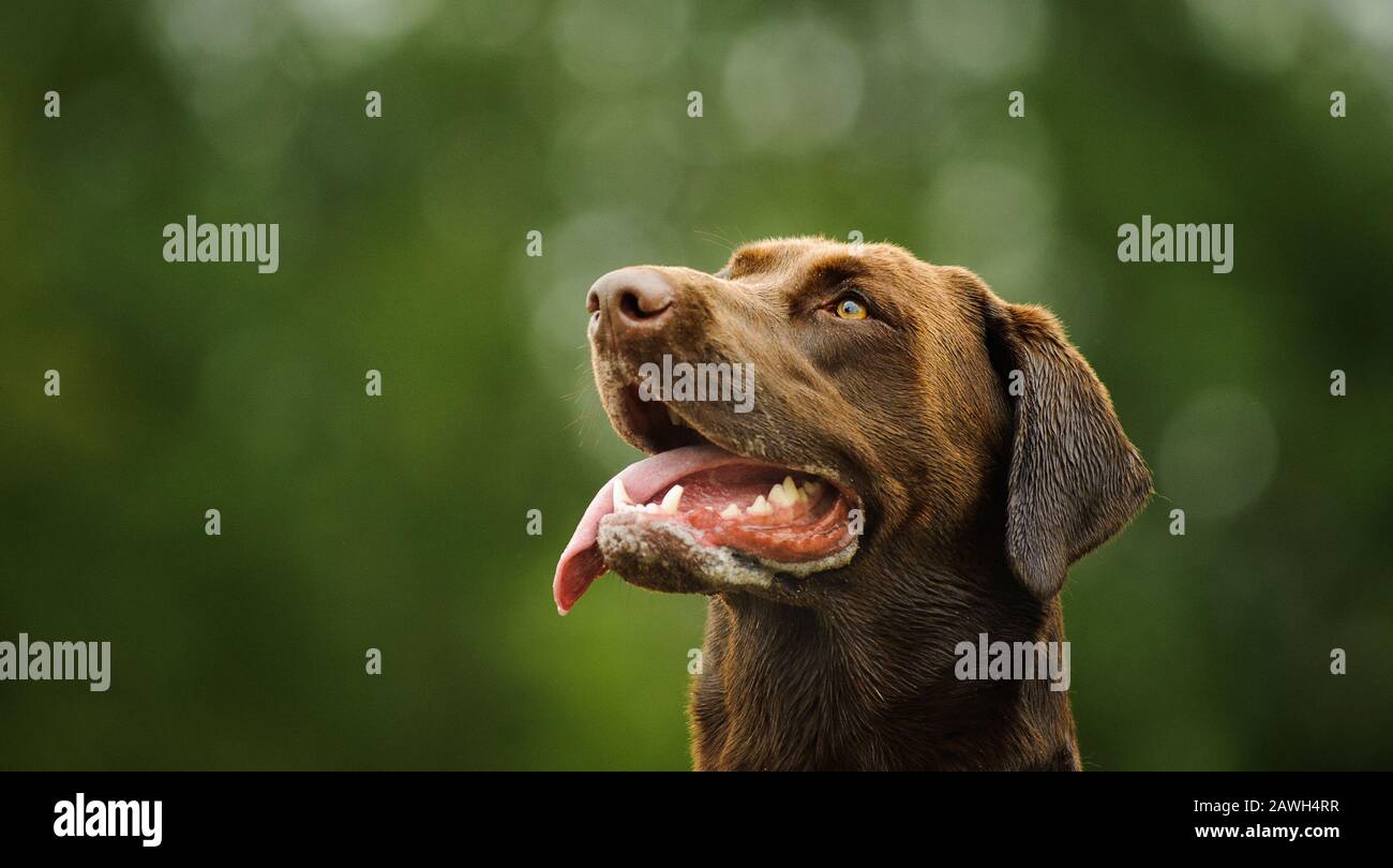 Chien de récupération au chocolat Labrador portrait extérieur Banque D'Images