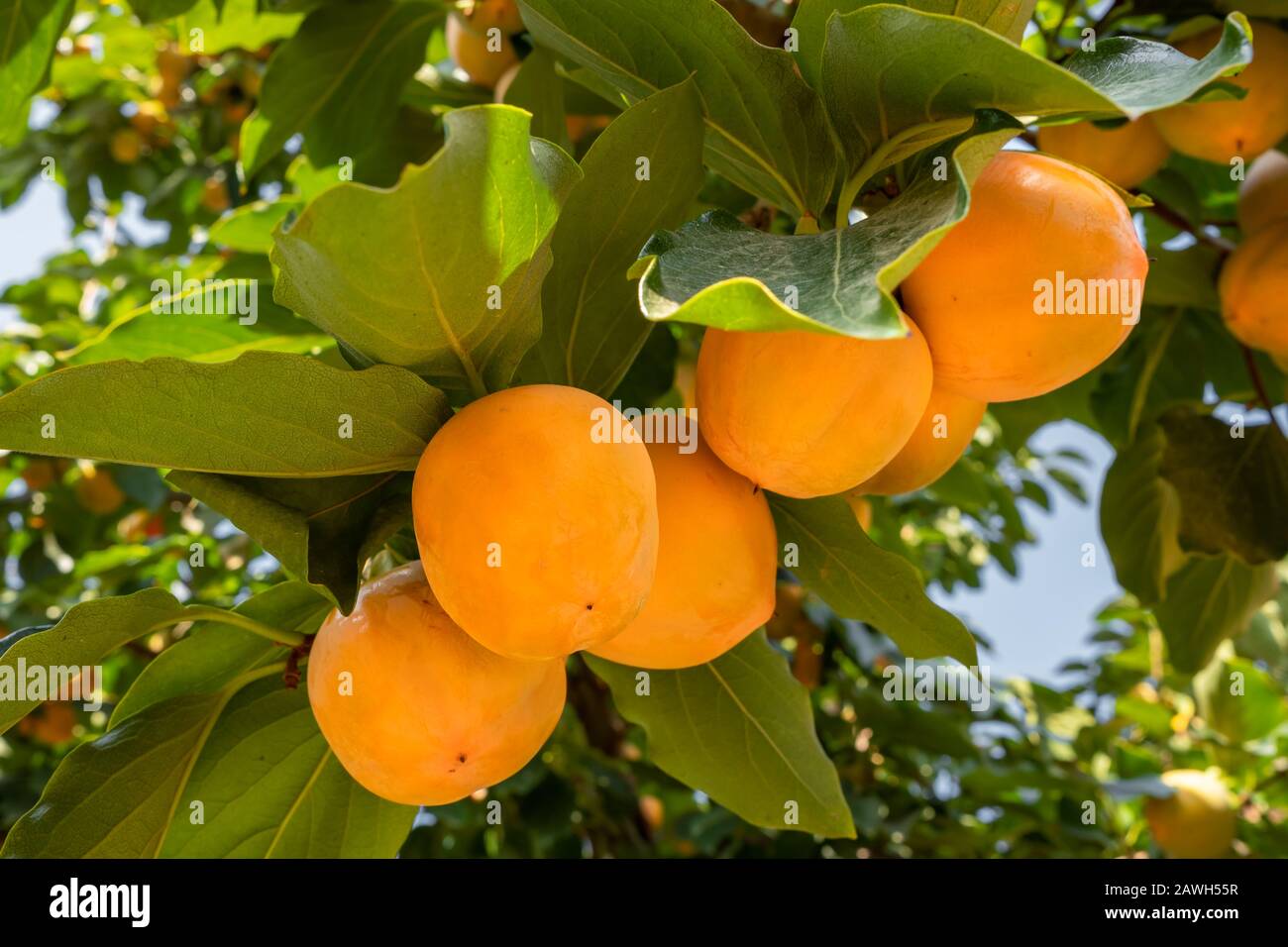 Les persimmons mûrs se rapprochés de l'arbre de Persimmon Banque D'Images