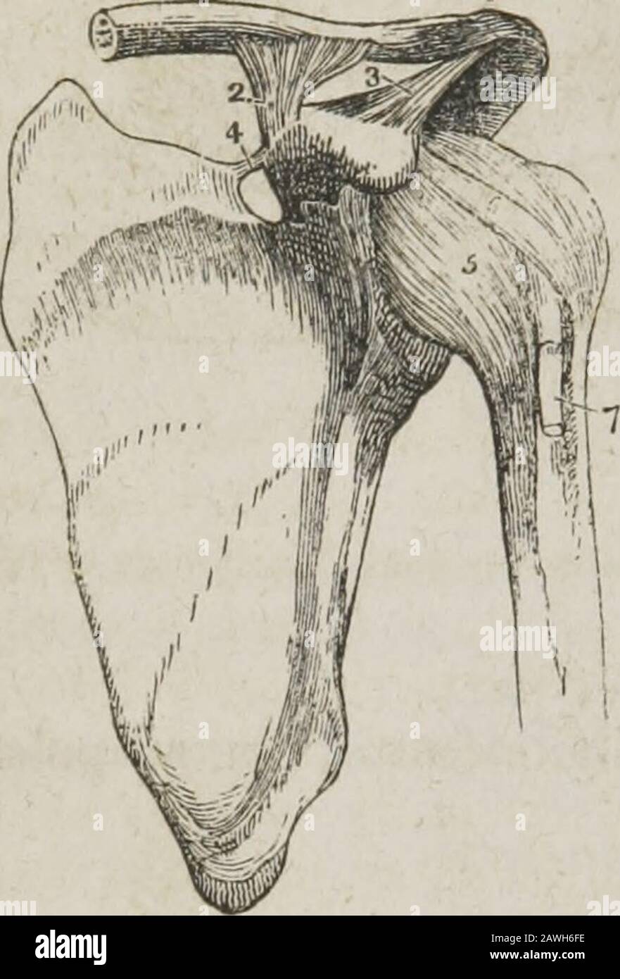 Un système d'anatomie humaine, général et spécial . ezoïde ; et, examiné de derrière, il a une forme triangulaire, la base vers le haut ; d'où un autre nom, conoïde. Le fibro-cartilage interarticulaire est souvent indistinct, des connexions déhavingpartielles avec les surfaces fibro-cartilagineuses des twobones entre lesquelles il est placé, et pas souvent absent. Whenpartial, il occupe la partie supérieure de l'articulation. Les synovialmembranes sont très délicates. Bien sûr, il n'y en a qu'un quand le fibro-cartilage est incomplet. Actions.—l'articulation acromio-claviculaire admet deux mouvements- * Le Banque D'Images