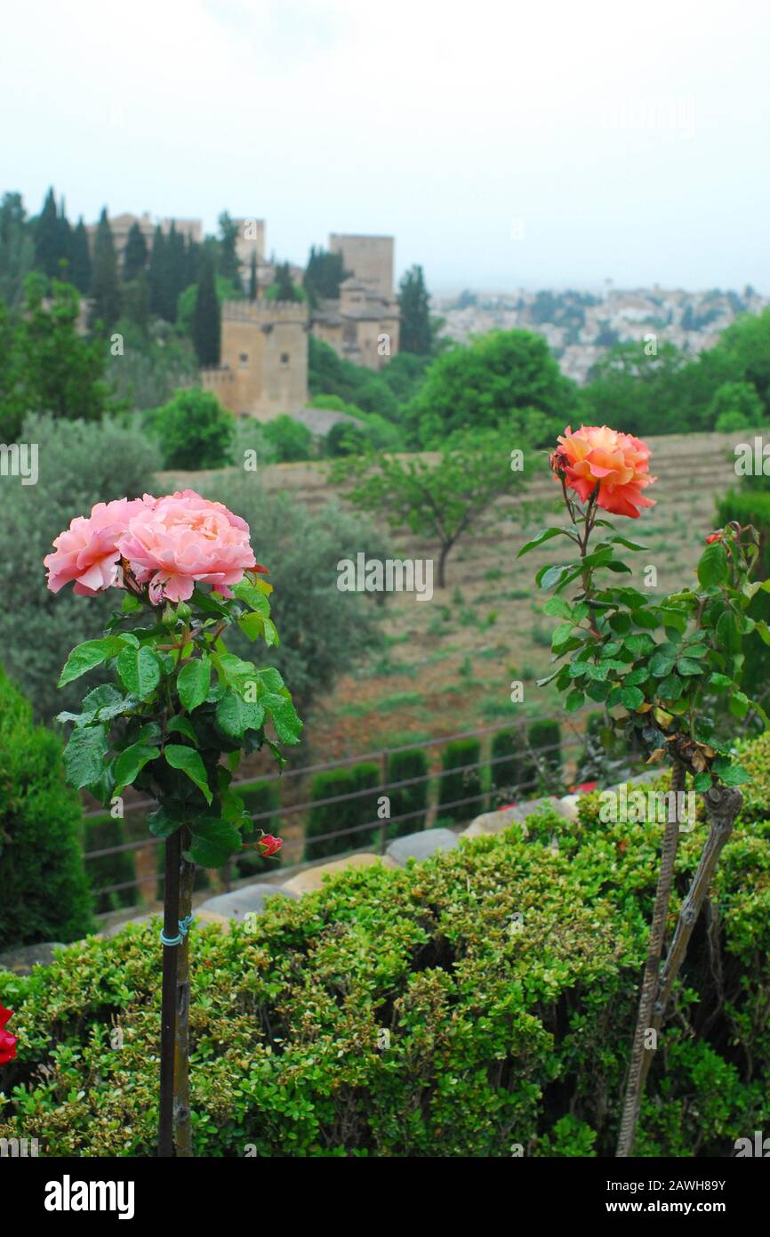Un rosier dans le jardin du palais de l'Alhambra, Grenade, Espagne Banque D'Images