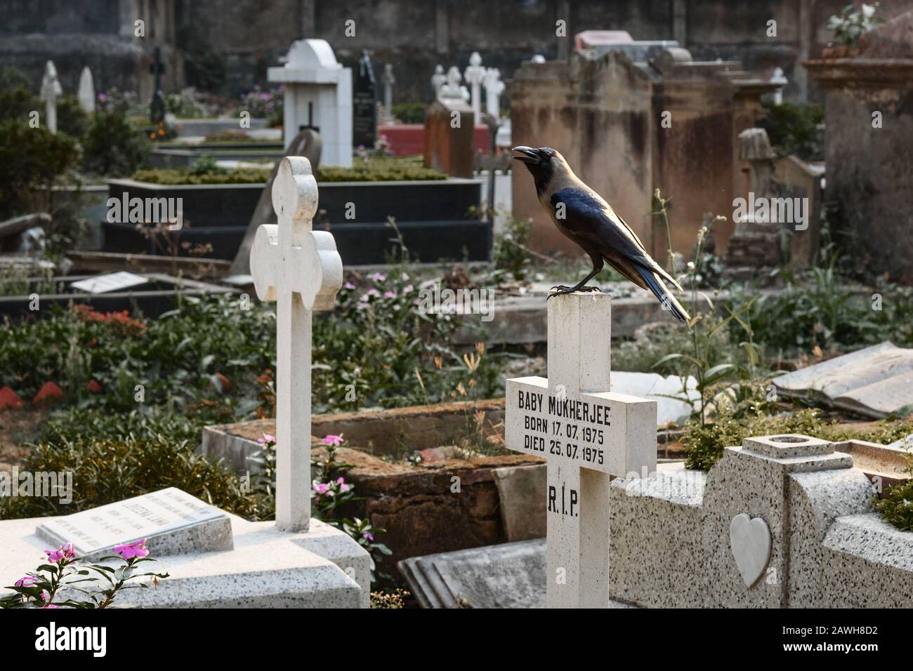 Cimetière De Lower Circular Road Ou Cimetière Général Épiscopal De Kolkata, Inde Banque D'Images Cimetière De Lower Circular Road Ou Cimetière Général Épiscopal De Kolkata, Inde Banque D'Images