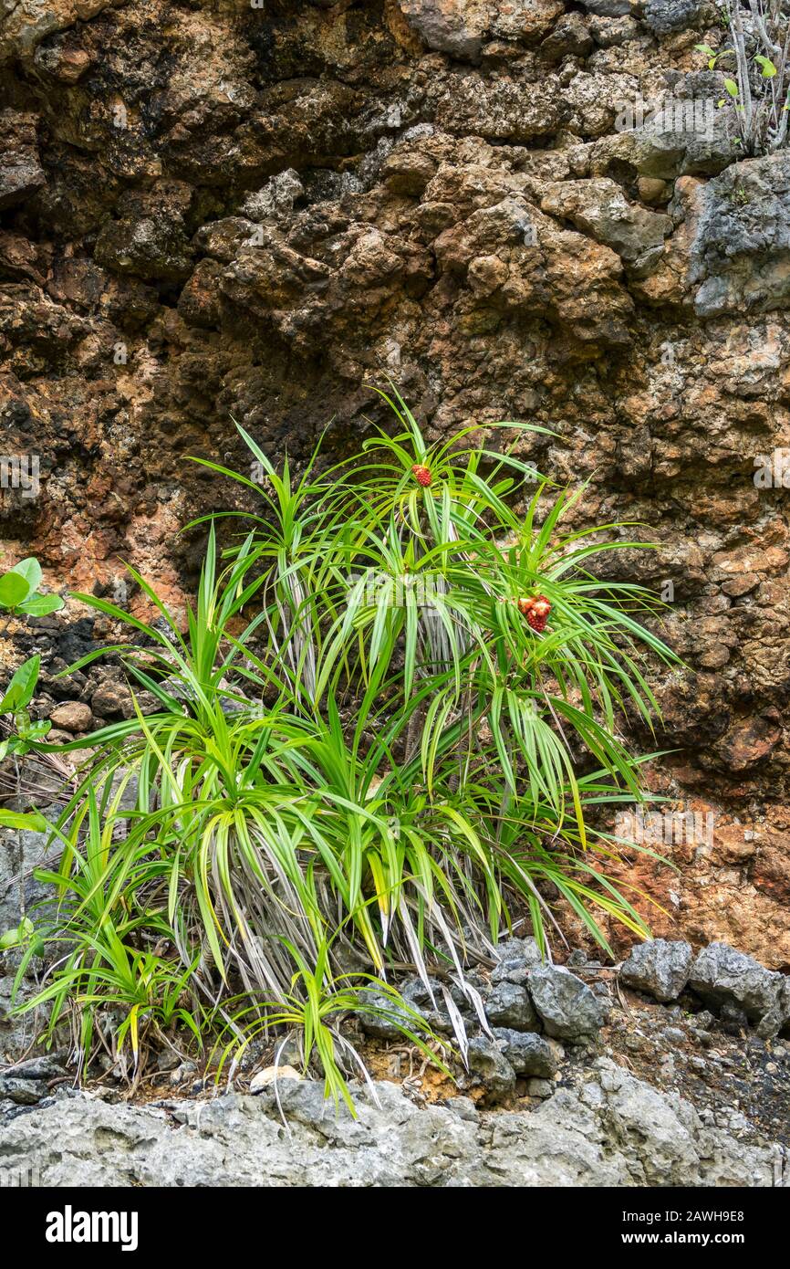 Pandanus conoideus (palmier pandanus) Triton Bay, Papouasie-Ouest, Indonésie Banque D'Images