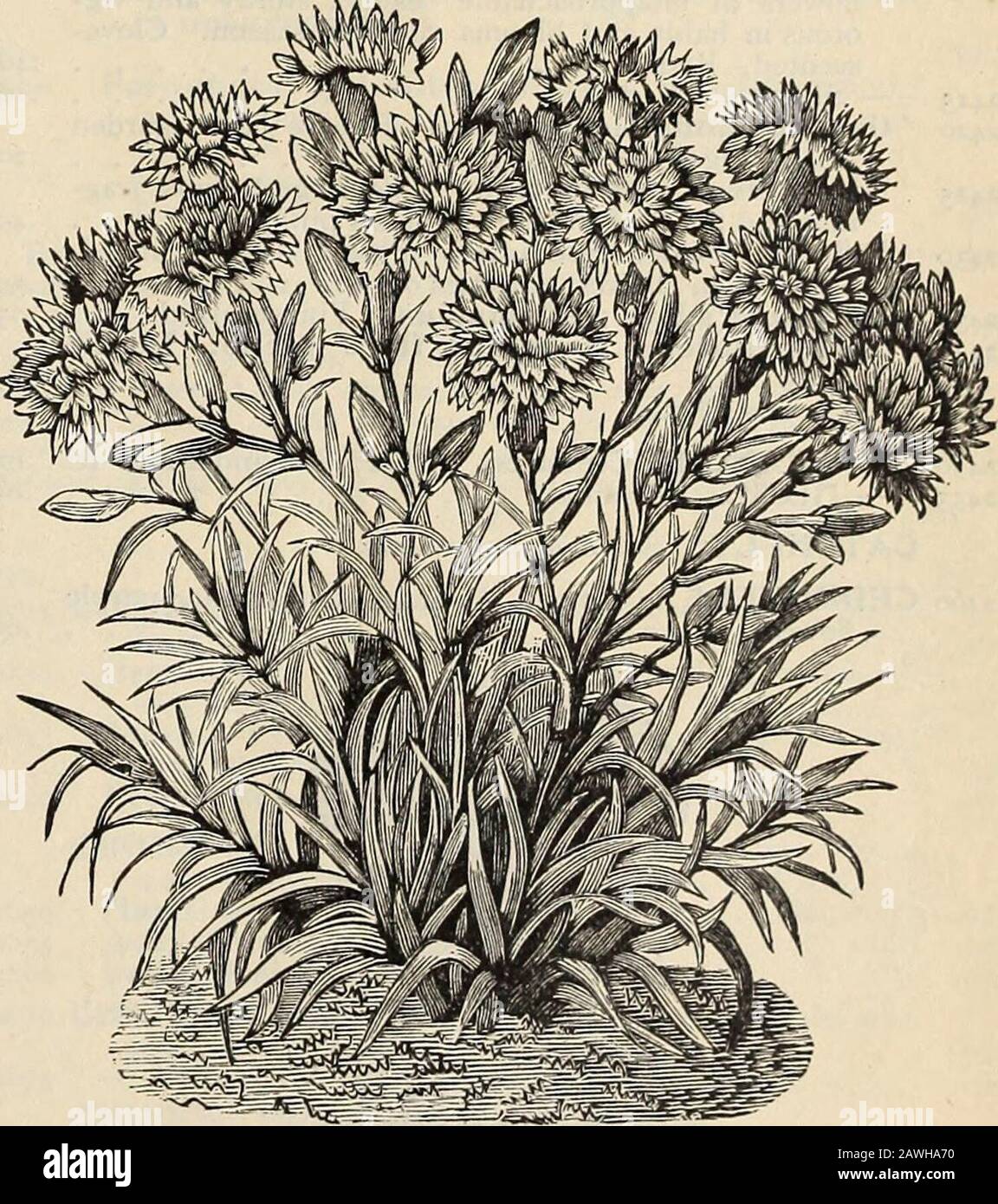 R & JFarquhar and Co'scatalog, 1897 : plantes à graines testées fiables, ampoules engrais outils, etc . n de douze variétés Les Plus Fines. Carna-tions et Picotees 80 Alegatiere. Écarlate profond ; 25 Bizarres, Fances, flocons et Selfs supplémentaires. Superbes variétés; meilleur mélange 40 Comtesse de Paris. Double jaune canari ... .25 Double Allemand. Fudest Mixed 25 Dwarf Perpetual. VSaved des plantes les plus fines seulement; le double le plus fin, mélangé 50 Enfant de Nice. Blanc; chair centrale; extra ... .25 Grenadin. Écarlate Double 10 — Souche Blanche De 20 Gillaud. Grande, double et de forme parfaite ; très parfumé. Le mélange contient c Banque D'Images