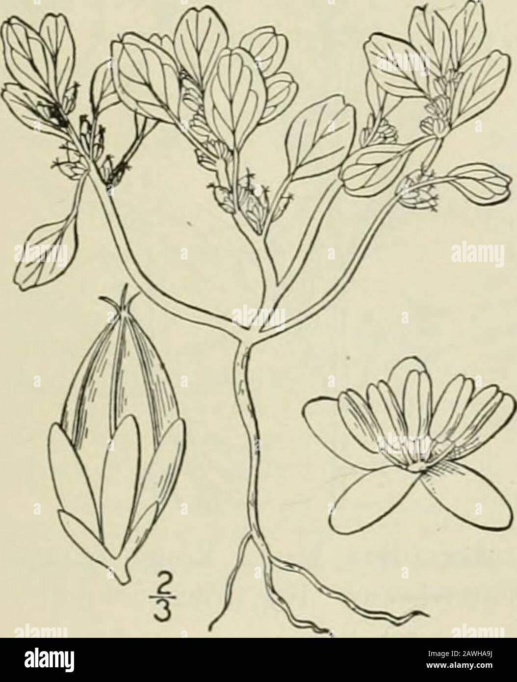 Une flore illustrée du nord des États-Unis, du Canada et des possessions britanniques : de Terre-Neuve au parallèle de la frontière sud de la Virginie et de l'océan Atlantique vers l'ouest jusqu'au 102ème méridien; 2ème éd. . II. Amaranthus piimilus Raf. Côte Amaranth. Fig. 1669. Amaraiilus pumilus Raf. Moyenne. Rép. (Il) 5: 360. 1808. Euxolus pumilus Chapm. Fl. États S. 381. I860. Glabre, charnel, ramifié, les branches pros-trate ou croissant, 3-8 long. Feuilles ovées, rhombique-ovées, obovate ou sous-orbiculaires, la plupart d'entre elles sont regroupées vers les extrémités des branches, obtuse ou emarginate à l'ap Banque D'Images