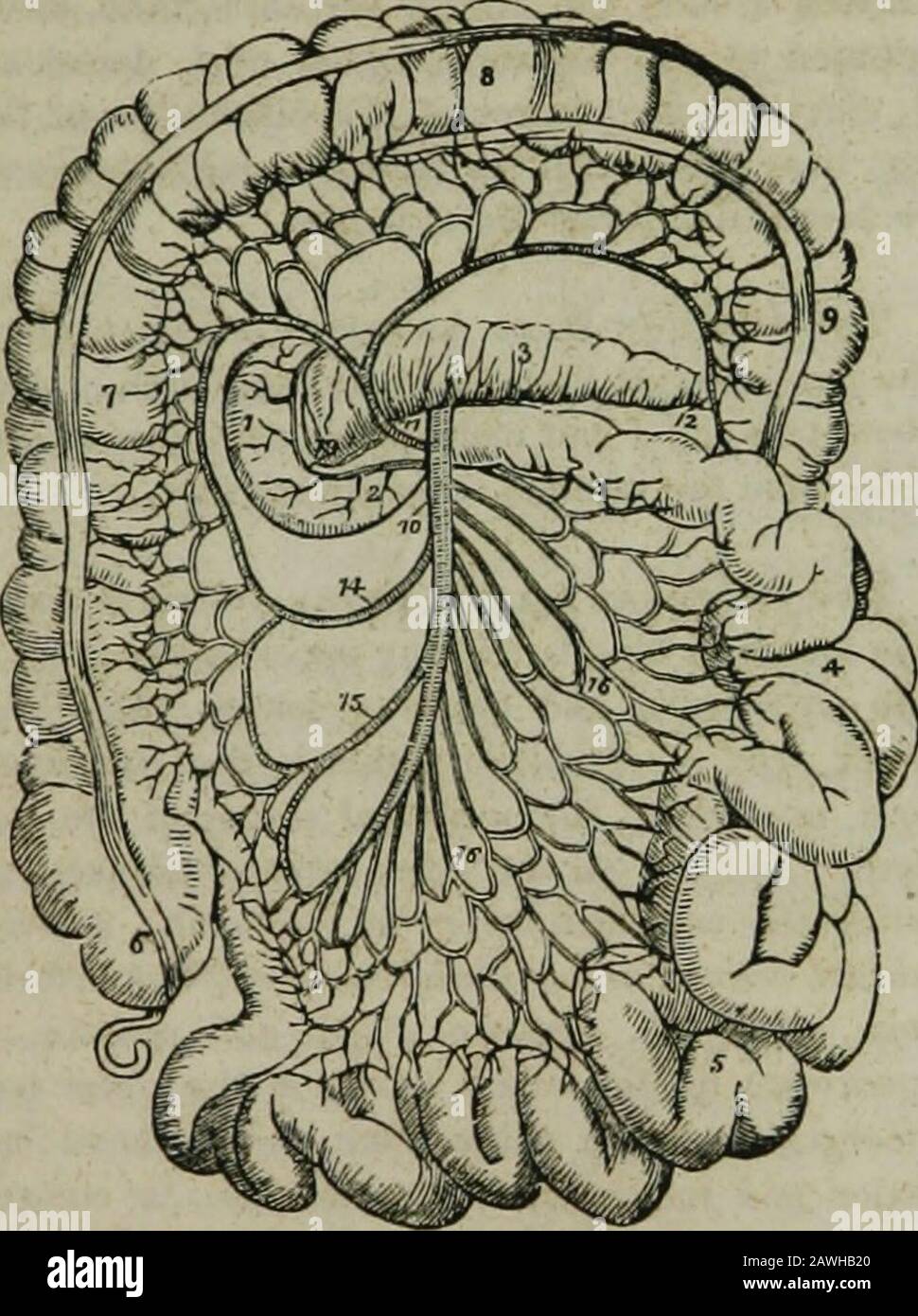 L'encyclopédie hydropathique : un système d'hydropathie et d'hygiène en huit parties ..designed comme guide pour les familles et les étudiants, et un livre de texte pour les médecins. Ancreas4. Jéjunum. 5. Iléon. G.Cascum, avec son vermiformappendice. 7. CoIon ascendant. 8. Sa partie transversale. 9. Début du côlon descendant. 10.artère mésentérique supérieure II Médias Colica. 12. TheBranch inculquant avec thecolica sinistra 13. Branchof le mésentéricinosculant supérieur avec le pan-creatico-duodenalis. 14. Dextra de co-lica. 15. Ileo-colica.16, 16. Branches de la théconvexité de la supérieurs entérique à la TH Banque D'Images