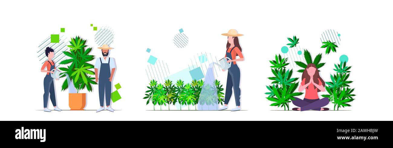 mettre les agriculteurs arrosage cannabis fille profitant de l'effet stupéfiant plantation de chanvre industriel culture de la marijuana plante consommation de drogues concepts collection illustration vectorielle horizontale Illustration de Vecteur