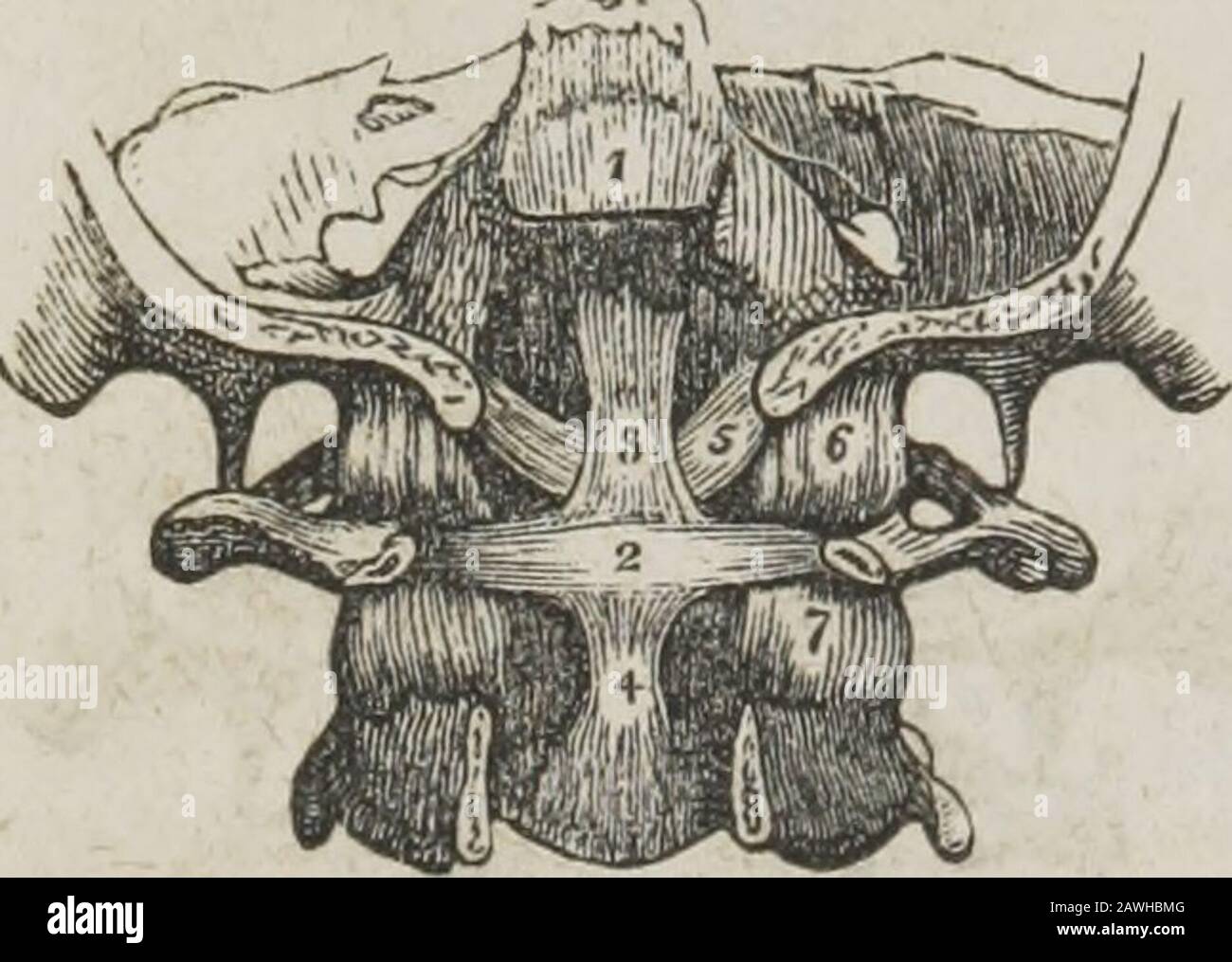 Un système d'anatomie humaine, général et spécial . t du ligament commun antérieur. Le ligament postérieur est une couche mince et membraneuse, passant entre l'arche postérieure de l'atlas et les lamines de l'axe. Les ligaments capsulaires entourent les processus articulaires de la théalas et de l'axe ; ils sont lâches, pour permettre la liberté des movementistes qui s'affaisse entre ces vertèbres. Les fibres ligamenteux sont les plus nombreuses sur la partie externe et antérieure de l'articulation, et * La partie supérieure du canal vertébral, ouverte de derrière pour montrer le ligament théoccipito-axoïde. 1. La basila Banque D'Images