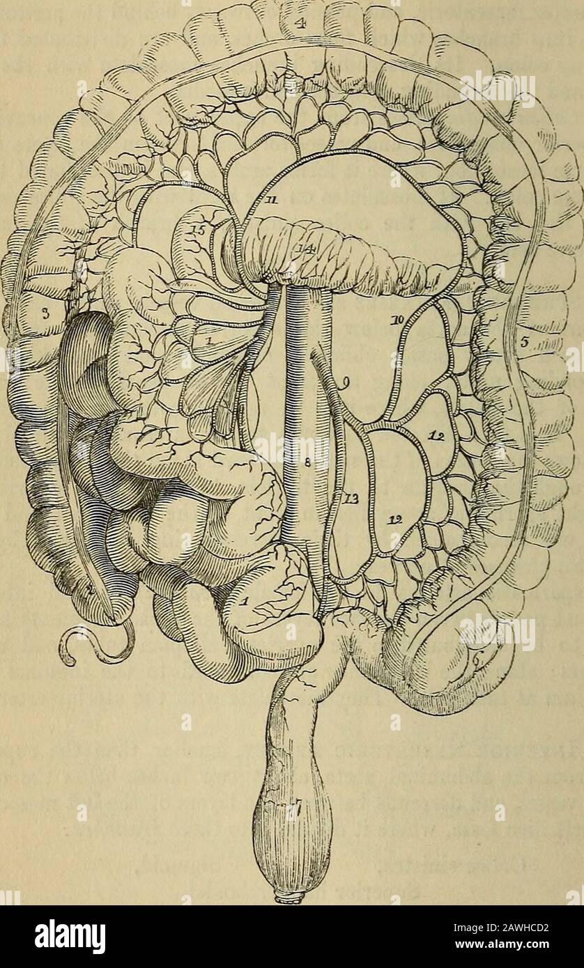Le vade mecum de l'anatomiste : un système d'anatomie humaine . ou l'artère mésentérique, plus petite que la supérieure, provient de l'aorte abdominale, à environ deux pouces sous l'origine de ce vaisseau, et descend entre les couches du mésocolon gauche, dans la fosse iliaque gauche, où il se divise en branches thi-EE : Colica sinistra, Sigmoïde, hsemorrhoïde supérieur. Le Colica sinistra est distribué au côlon descendant; il passe vers le haut et vers l'extérieur derrière le péritoine, et divise les branches intoBT, dont l'une monte à inosculate avec le colicamedia, tandis que l'autre descend à communiquer avec Banque D'Images