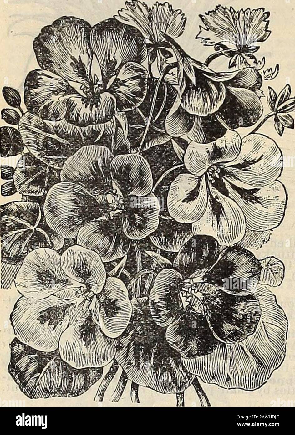 Catalogue De Printemps Des Graines D Alexander Le Meilleur Qui Soit Selectionne Pour Le Sud Directement De La Ferme A Vous 4 2 Alexander Seed Co Aniius A Georgie Mix Ed Nasturtiums Flower Seeds Catalogue De Printemps Des Graines D Alexander Le Meilleur Qui Soit Selectionne Pour Le Sud Directement De La Ferme A Vous 4 2 Alexander Seed Co Aniius A Georgie Mix Ed Nasturtiums Flower Seeds