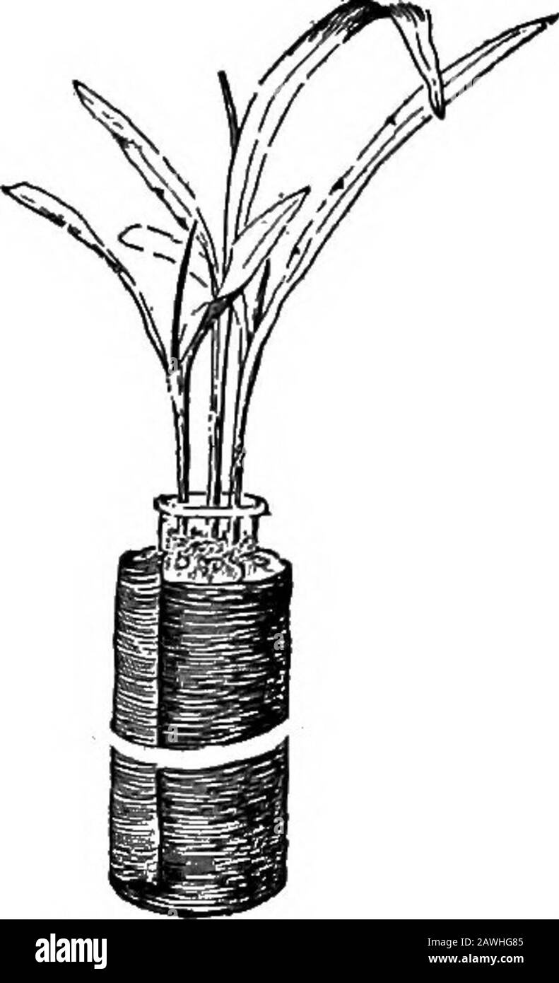 Agriculture productive . ury. Le grognement a lieu un peu à l'arrière du chapeau de pointe, ou la couverture, à l'extrémité des racines fines. Racine=les poils sont formés sur les racines fibreuses un peu distancedes extrémités. Ce sont de la croissance fine, donnant une surface d'orvelveté douce à la racine. La surface de tous ces poils fins est très mince et est beaucoup plus grande dans la zone que sur-face des racines. Cela permet à l'humidité du sol de passer dans la plante plus facilement. Exercice.—pour montrer les poils à la racine.—planter quelques kernelsde maïs dans du sable humide ou du sol dans une bouteille à col large 8 STRUCTURE ET PHYSIOLOGIE DES PLANTES 9 W. Banque D'Images
