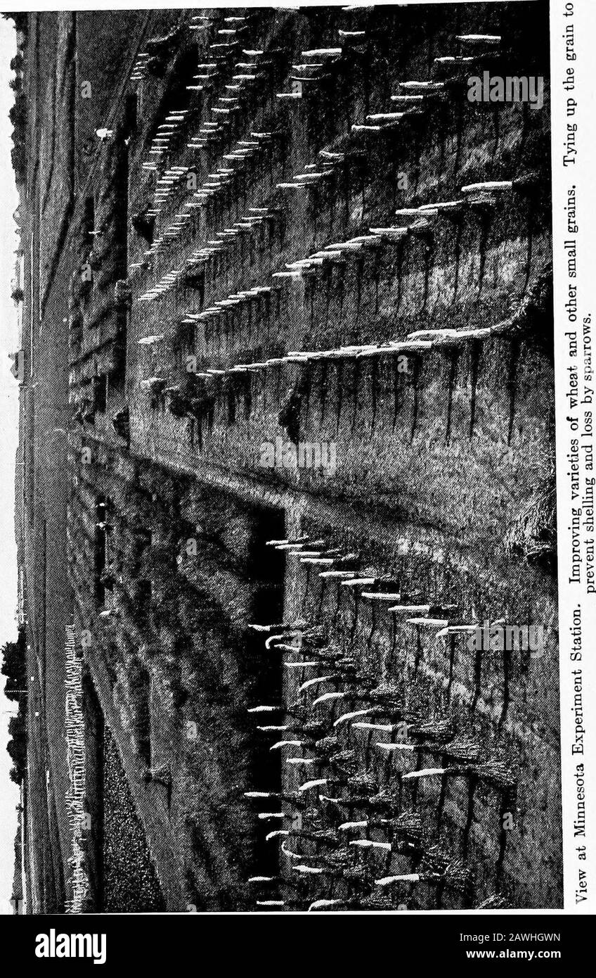 Agriculture productive . AGRICULTURE PRODUCTIVE KARY CADMUS DAVIS, PH.D. (CORNELL UNIV.) PBOFESSOB OF AGRONOME AND PKINCIPAD OF THE SHORT COURSES, NEW JERSEYCOLLEGE OP AGRICULTURE (RUTGERS) ; INSTRUCTEUR EN AGRICULTURE, UNI-VERSITY OF VIRGINIA SUMMER SCHOOL; ANCIENNEMENT PROFESSEUR OFHORTICULTURE, WEST VIRGINIA UNIVERSITY; DIRECTEUR DUNCOWY; ÉCOLE D'AGRICULTURE (ÉCOLE D'ÉTÉ). DEAN STATESCHOOL OP AGRICULTURE, CANTON, N. Y.;CHEF D'ORCHESTRE DE NOMBREUSES ÉCOLES DE FORMATION D'ÉTÉ; INSTRUCTEUR INFARMERS INSTITUTES. Deuxième EDITIONC31924003317108 Banque D'Images