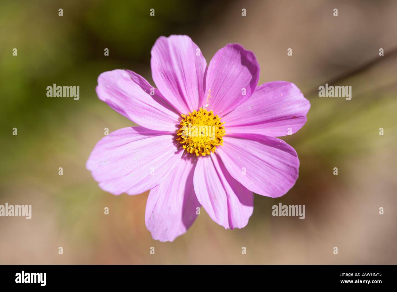 Vue de dessus d'une fleur de couleur rose du jardin ou du Cosmos mexicain - Cosmos bipinnatus - sur un fond flou. Banque D'Images