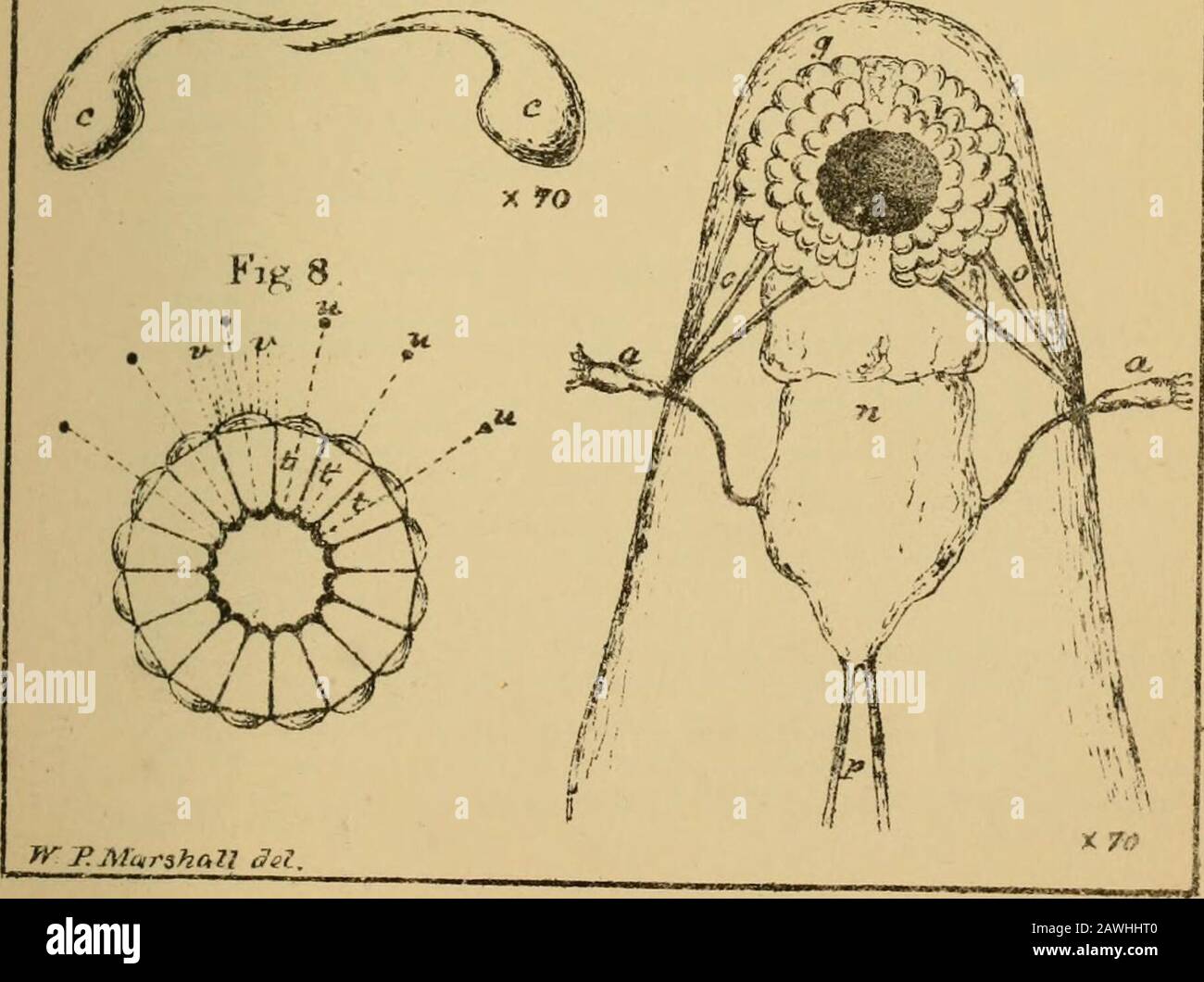 Naturaliste Midland . Fl «5 6. Fig. 7. Jeptodora hyaiina. LEPTODORA HYALINA. 257 SUR LEPTODORA HYALINA.* PAR W. P. MARSHALL, C.E. Ce très intéressant Entomostracon a attiré une attention particulière de la circonstance qu'il a été entièrement inconnu dans ce pays jusqu'à l'année en cours, ayant été précédemment trouvé seulement sur le continent; Mais il a maintenant été trouvé en grande abondance dans le bourdon de Birmingham, au réservoir d'Olton et à la piscine d'Edgbaston, les seuls endroits dans ce pays où il a été rencontré à l'heure actuelle. La créature ThisLittle est également intéressante à partir de sa remarquable transparence Banque D'Images