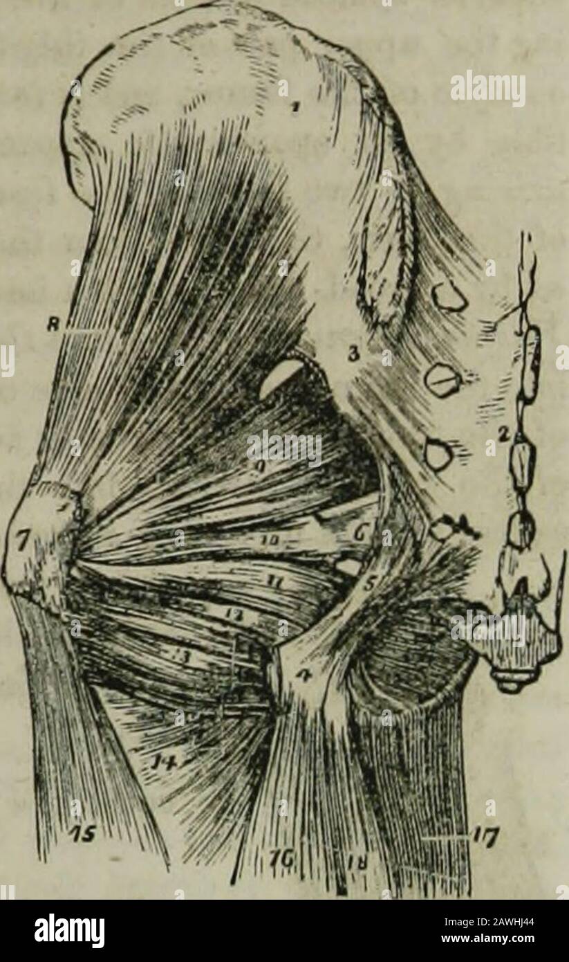 L'encyclopédie hydropathique : un système d'hydropathie et d'hygiène en huit parties ..designed comme guide pour les familles et les étudiants, et un livre de texte pour les médecins . ua. 7. Gemellus inférieur; surgit du point antérieur de la tubérositéde l'ischium ; inséré dans la fosse thétrochantérique et le tendon de l'interné théobturateur. 8. Obturatorexternus ; provient de la membrane de l'obturateur et de l'os environnant ; son tendon passe derrière le cou du fémur, à insérer dans la fosse thétrochantérique. 9. Quadralus femoris, une arisingmusculaire carrée de la bordure externe de la tubérosité de l'ischium; Banque D'Images